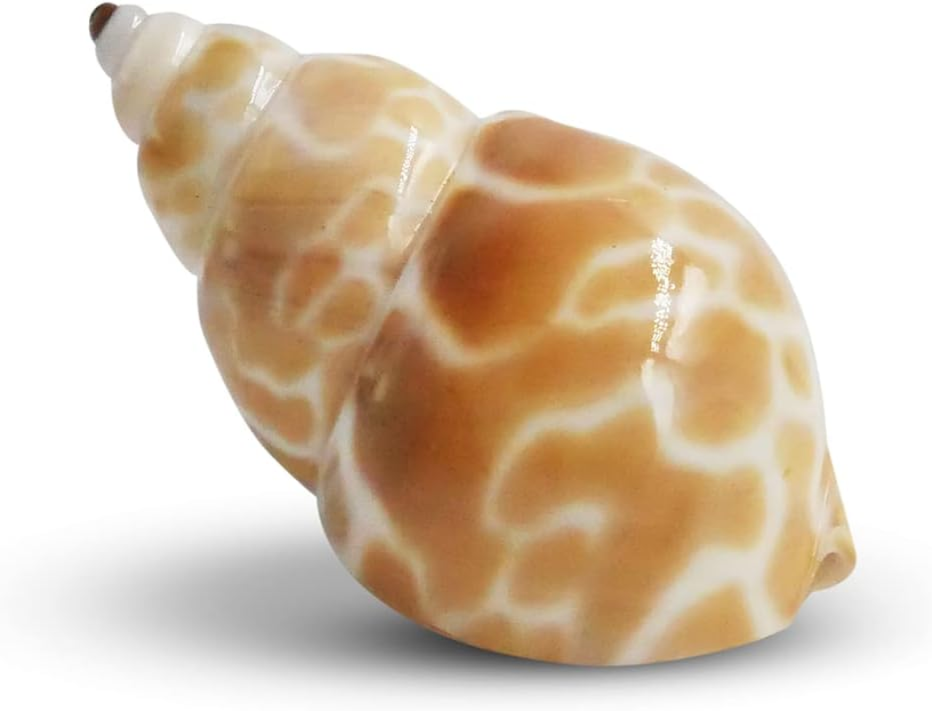 Undercover Large Spare Shell (K093) image number 1