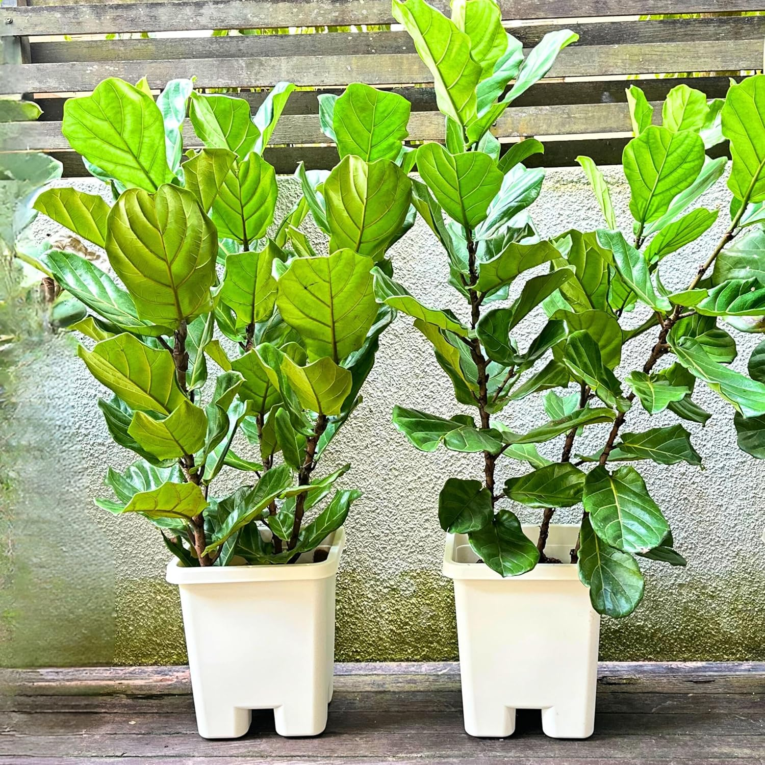 Lalagreen Large Tall Planters for Outdoor Plants (2 Pack, 15 Inch) White Rectangular Self Watering Flower Pot with Caster, Big Tree Pot for Modern Stylish Indoor Houseplant outside Balcony Garden image number 1