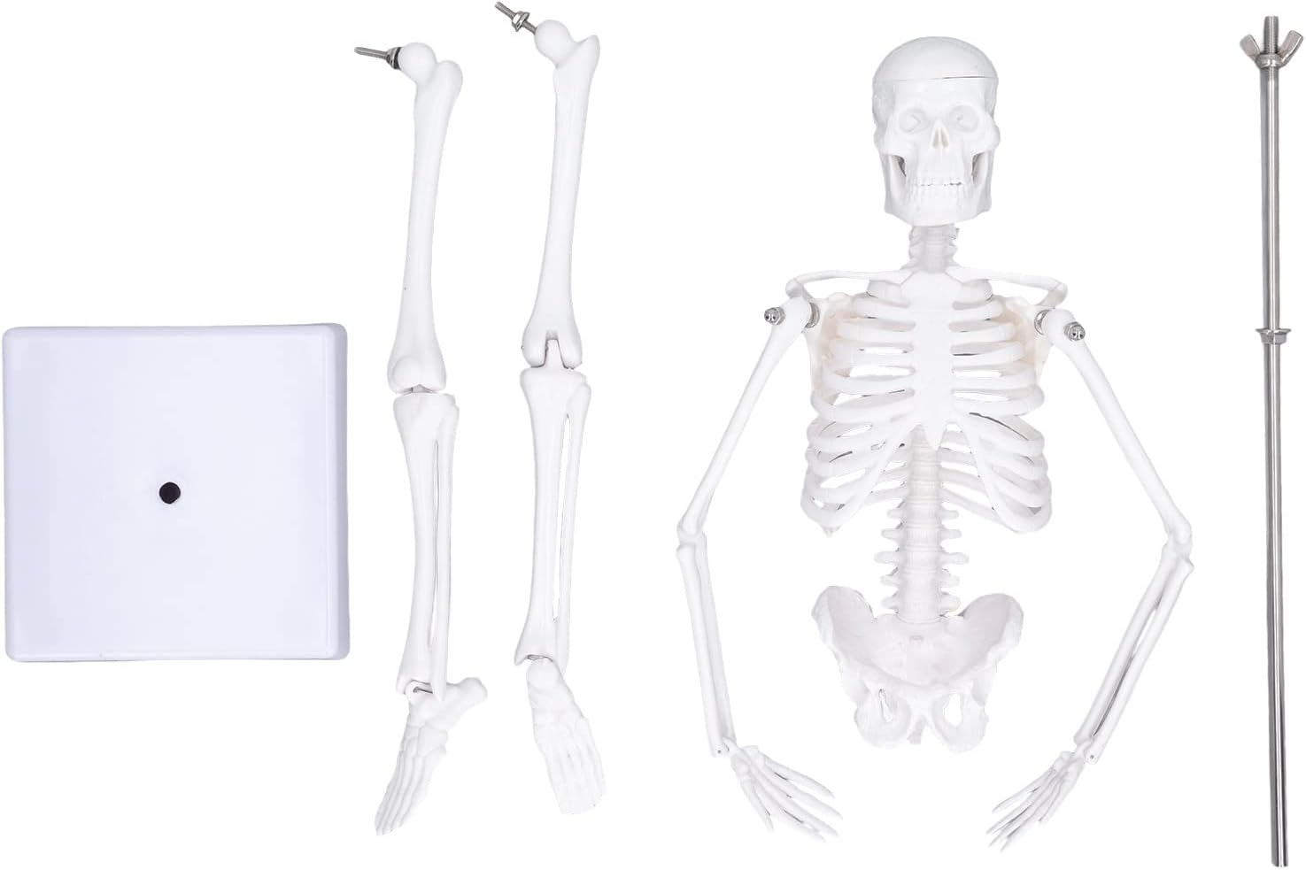 Lifelike Human Skeleton Model, 17.71In Movable Joints Detachable Mini Human Skeleton Model Human Bone Structure with Metal Stand for Halloween Decoration Classroom Artists Science Lab image number 5