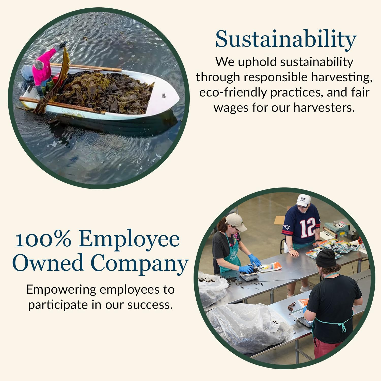 Maine Coast Sea Vegetables - Wild Atlantic Kombu Kelp - 2 Oz.