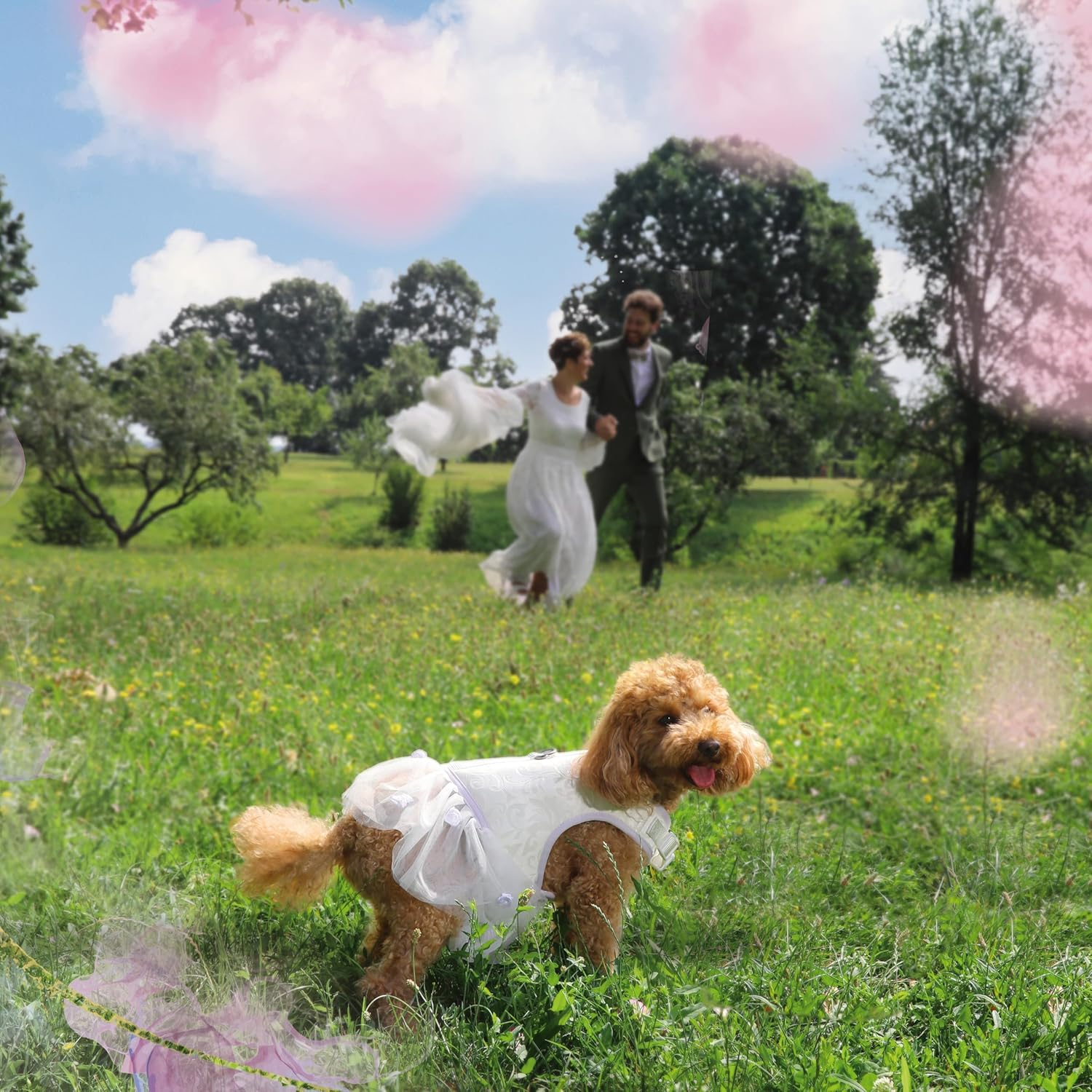 Croci Ceremony Bride Wedding Dog Collar with Removable Satin Bow, White with Gold Detail, for Small Medium Large Dogs M/32-50Cm image number 1