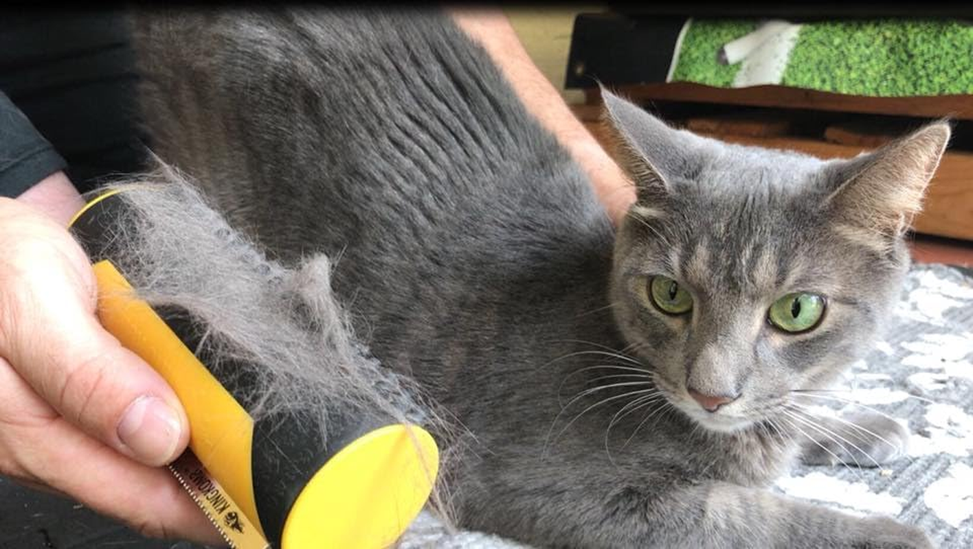 King Komb | Deshedding Tool | Top & Undercoat | Self Clean | Retractable Blades | 3 Metal Deshedding Edges | Rubber Bristles for Grooming | Large image number 3