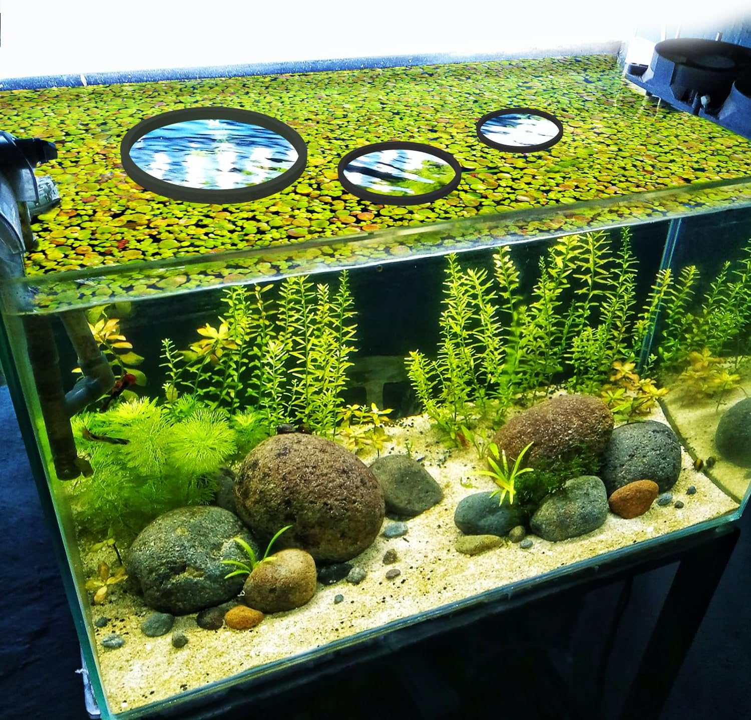 PEUTIER 6Pcs Fish Feeding Rings, Aquarium Floating Plant Rings, round & Square Fish Feeder Rings Floating Plant Corral Fish Tank Plant Ring for Bettas, Goldfish, Turtle Aquarium Accessories (Black) image number 3