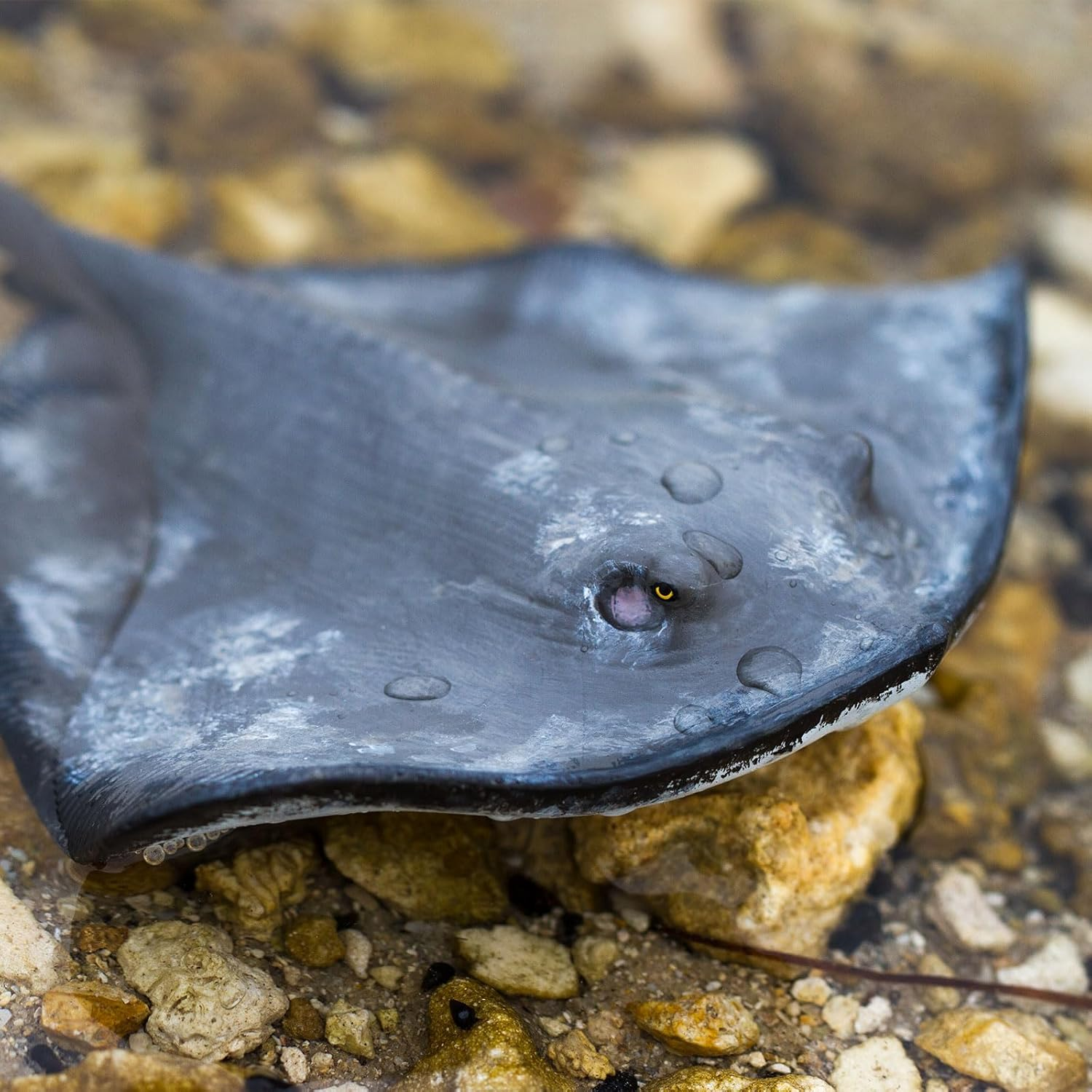 Safari Ltd Sting Ray