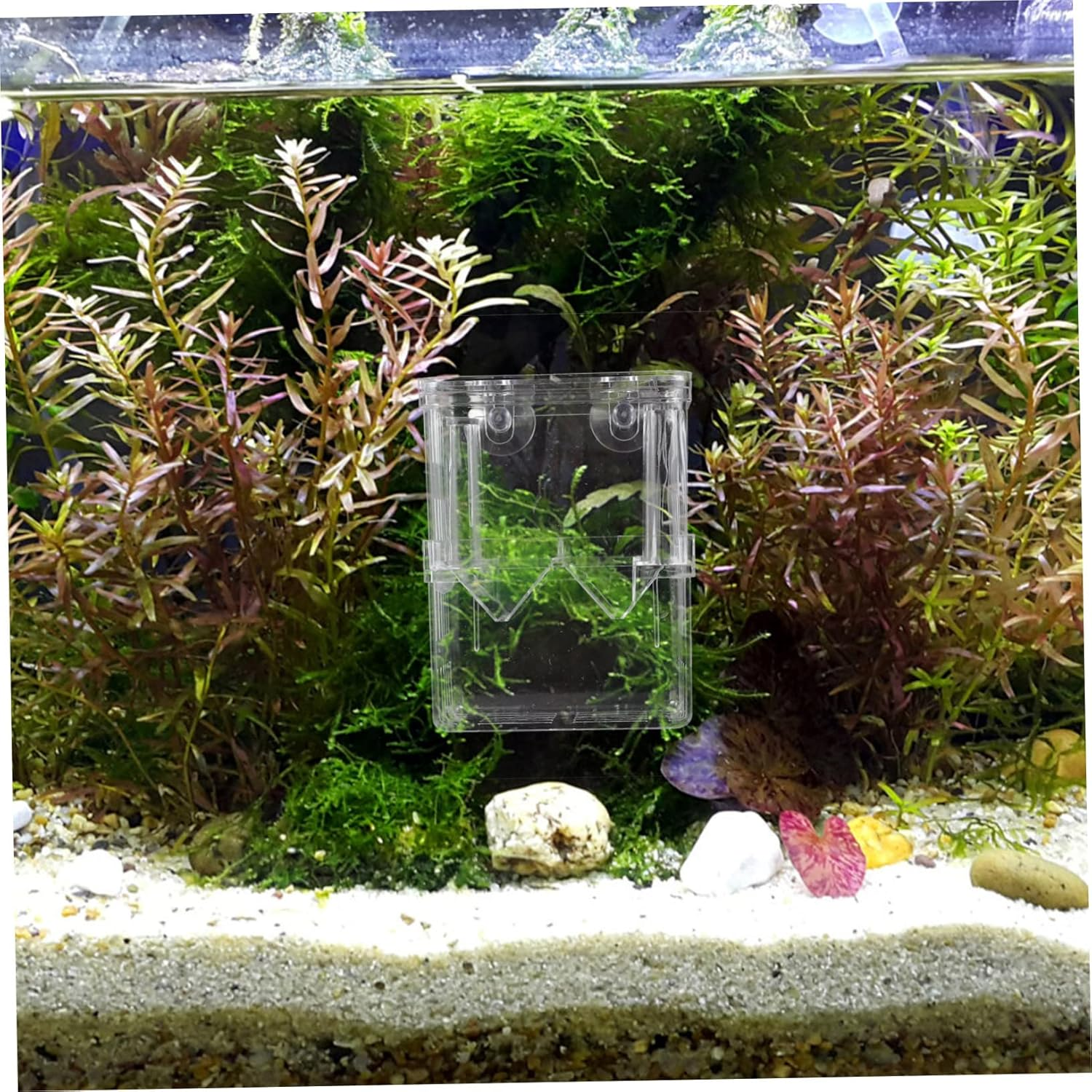 SUPVOX 2Pcs Large Fish Tank Breeding Box Double-Layer Aquarium Isolation Container Hatching Incubator with Suction Cup Suitable for Guppies and Small Fish Aquatic Pets Random Color image number 5