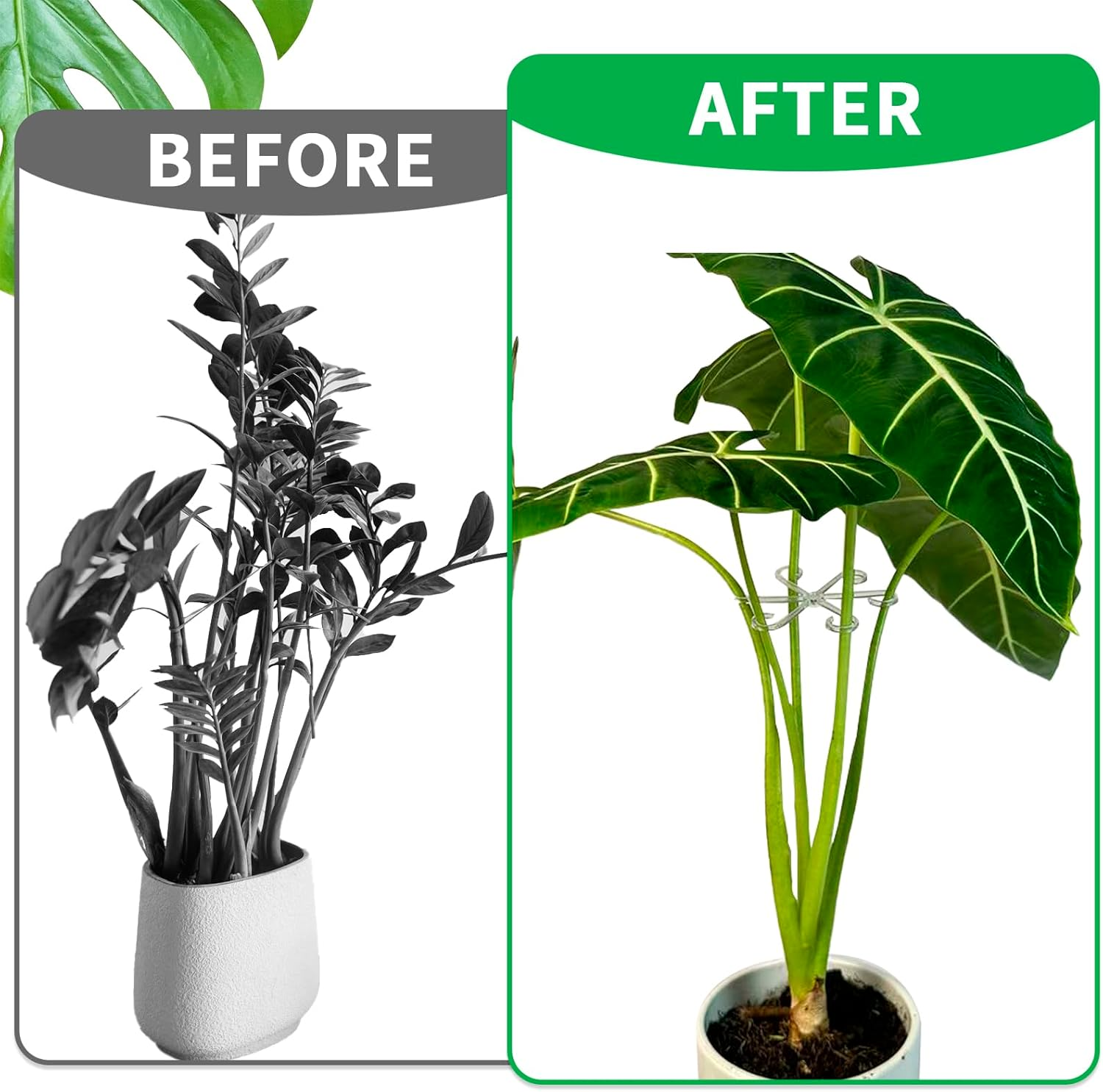 4 PCS Plant Stem Support, Climbing House Plant Stem Support, Plant Supports for Indoor Plants, Reusable Houseplant Accessories（Transparent）