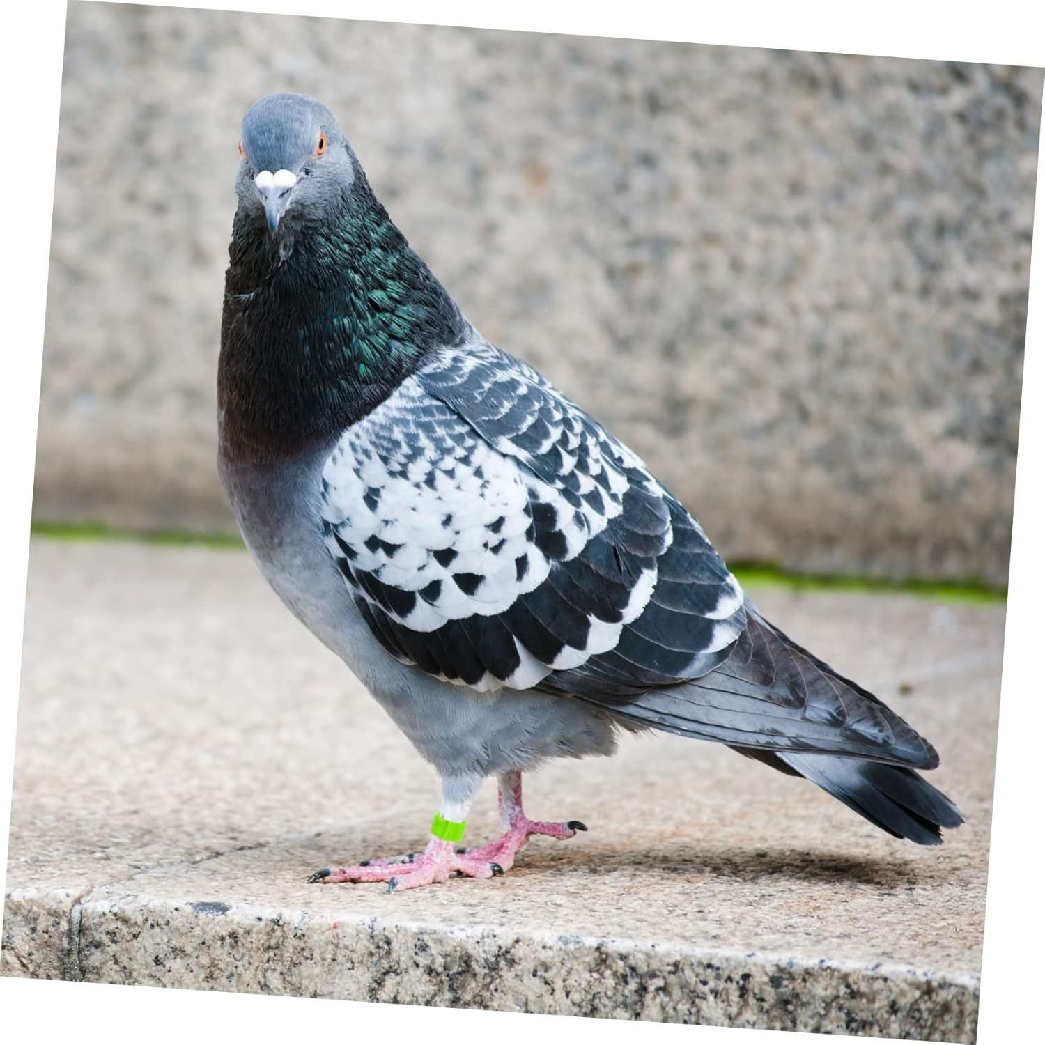 Yardwe 300Pcs Pigeon Foot Rings Plastic Bird Leg Bands for Identification for Pigeon Leg Banding and Random Color image number 5