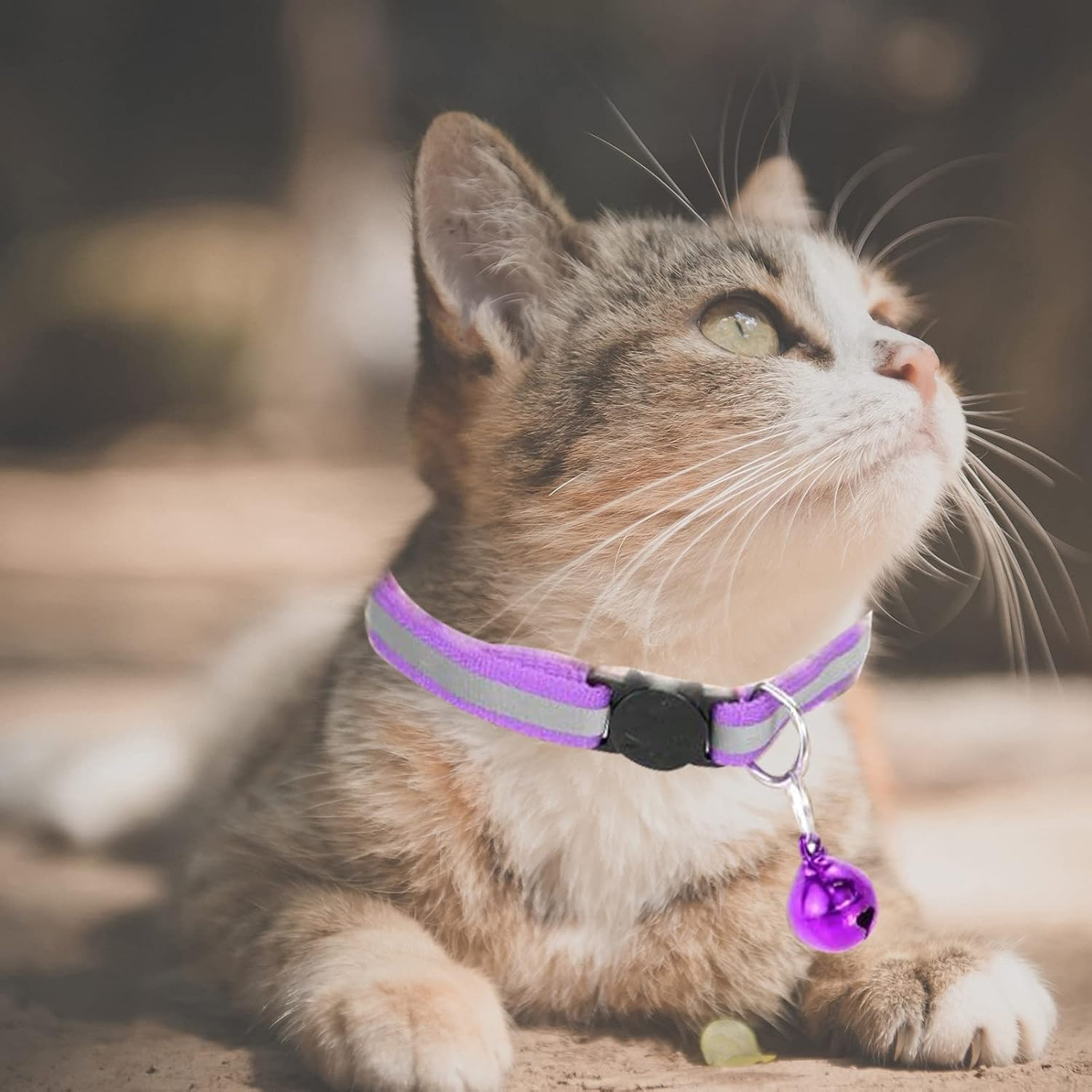Cat Collar, Address Tag, Dog Cats, Adjustable Collar, Reflective Cat Collar with Bell and Safety Clasp, Pet ID Tags (Blue, Purple) image number 4