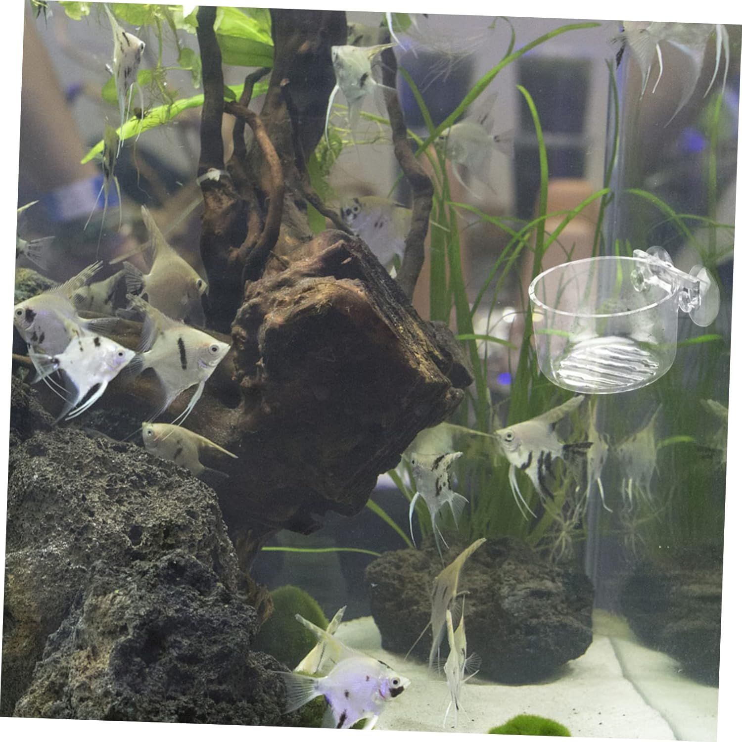 FRCOLOR 2Pcs Acrylic Fish Feeder Cup Floating Aquarium Feeder Red Worms Food Holder Feeding Ring Aquatic Supplies Automatic PET Fish Tank