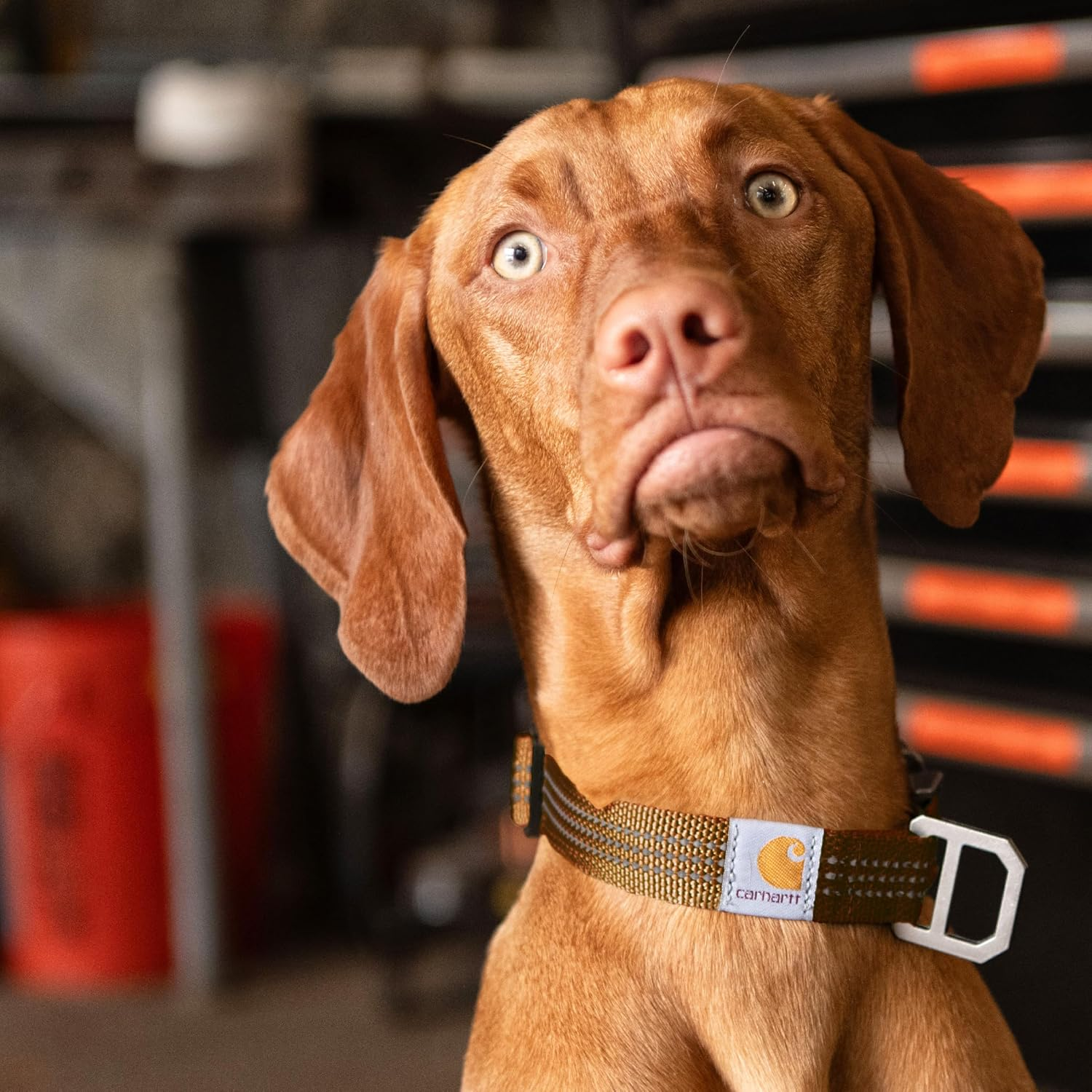 Carhartt Fully Adjustable Nylon Webbing Collars for Dogs, Reflective Stitching for Visibility, Hunter Orange (Nylon Webbing), Medium