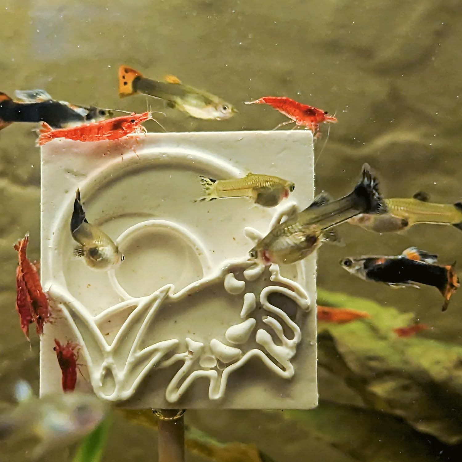 Forest Aquatics Holiday Feeding Block, 30G image number 3