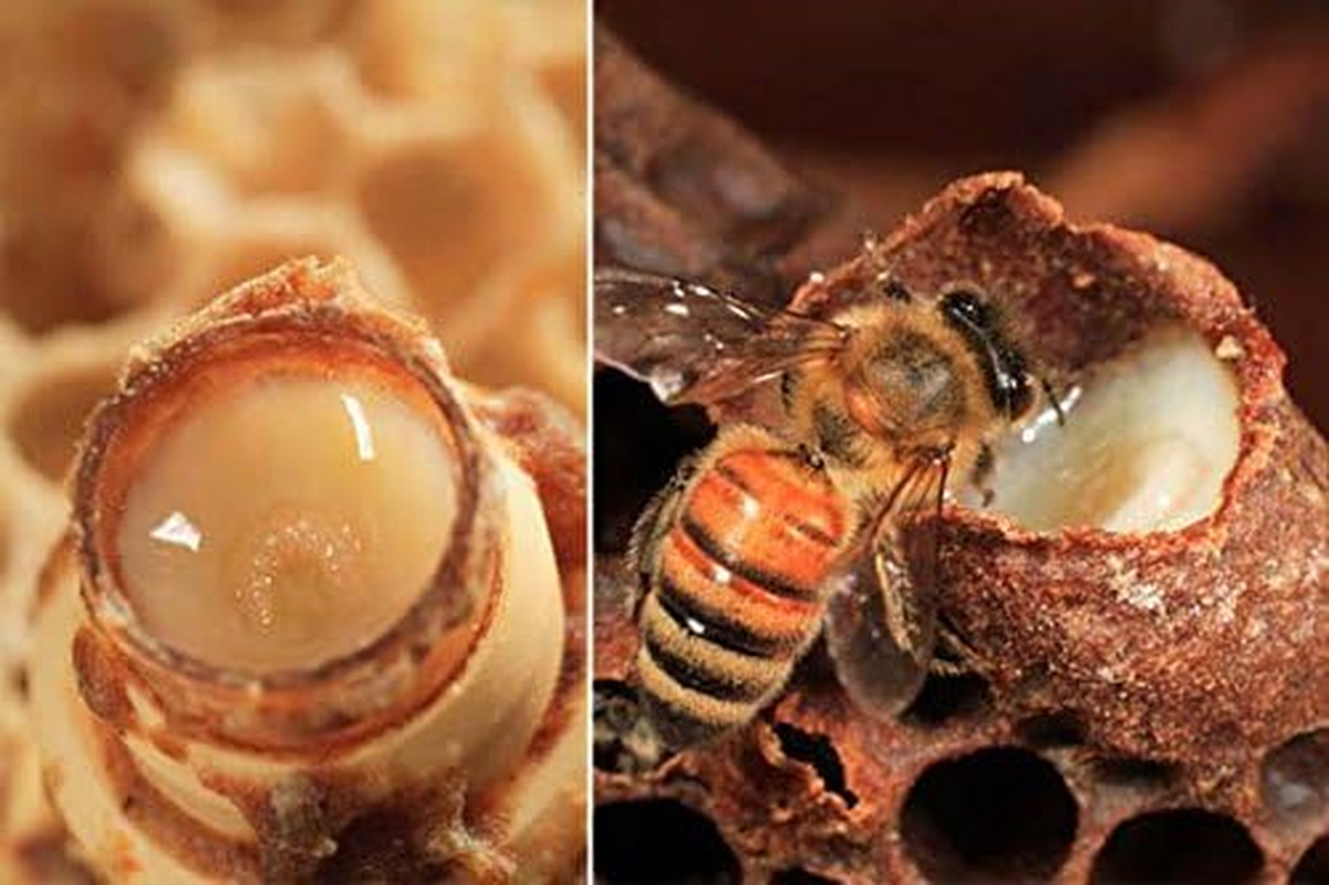 L'Angelica:"Officinalis" Nourishing Shampoo with Royal Jelly and Olive Oil * 250Ml - 8.45Fl.Oz * Pack of 2 [ Italian Import ] image number 6