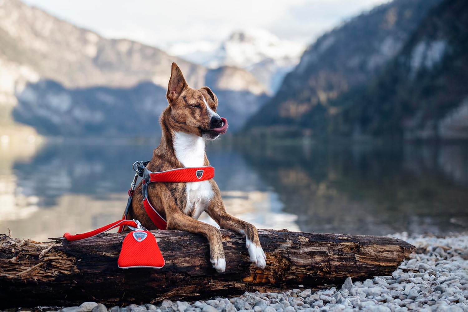 Coralpina - Cinquetorri Simple and Durable Dog Lead with Reflective Parts and Padded Handle with Ring for Bag Holder, Dark Black, Size 4/6 image number 5