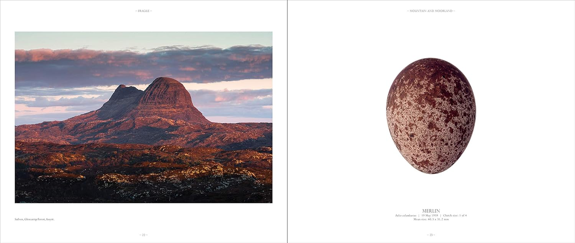 Fragile: Birds, Eggs and Habitats image number 5