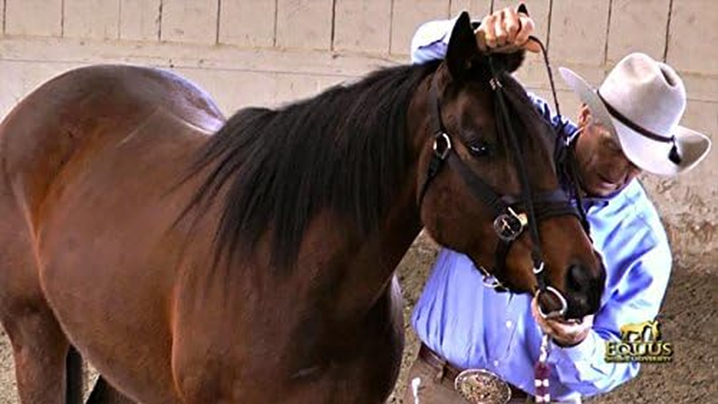 Monty Roberts 5" Thick Copper & Black Iron Horse Snaffle Bit with Dee Ring, Soft, Durable, Comfortable, Gentle on Mouth, Larger Gauge for Less Pressure, Improved Control & Tissues Protection image number 2