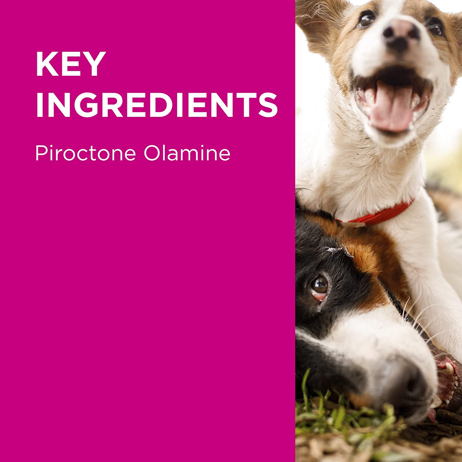 PAW by Blackmores Mediderm&reg; Gentle Medicated Shampoo for Dogs | Promotes Healthy Skin Conditions |200Ml image number 6