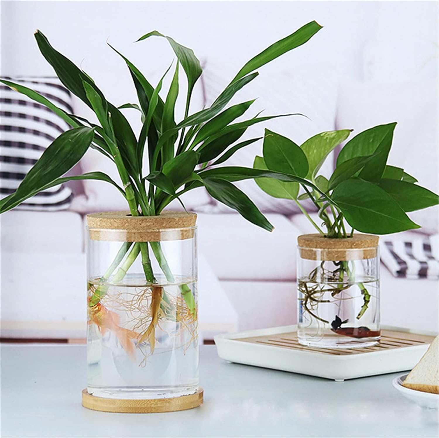 MMIAOO Hydroponic Plant Glass Container,Glass Mini Vase - Micro Landscape Ecological Bottle,Home Decoration Vase,For Water Plants or Flowers,Garden Wall Decoration (Cylinder, 10 * 12Cm) image number 3