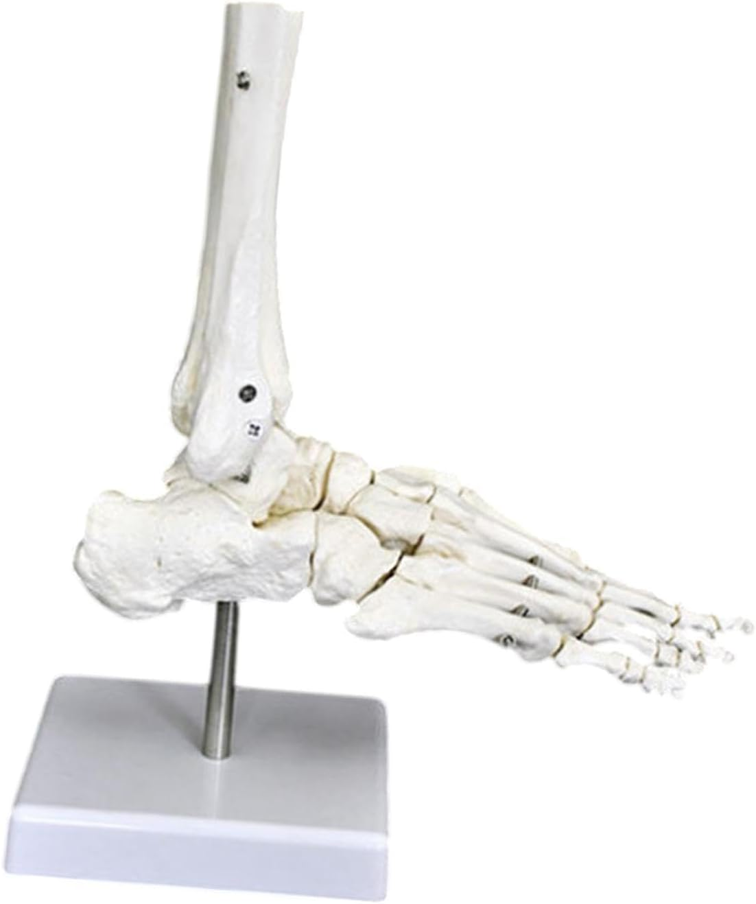 Eigell Human Joint Model for Educational Purposes, Medical Display Tool, Skeleton Structure for Science Learning, Hand