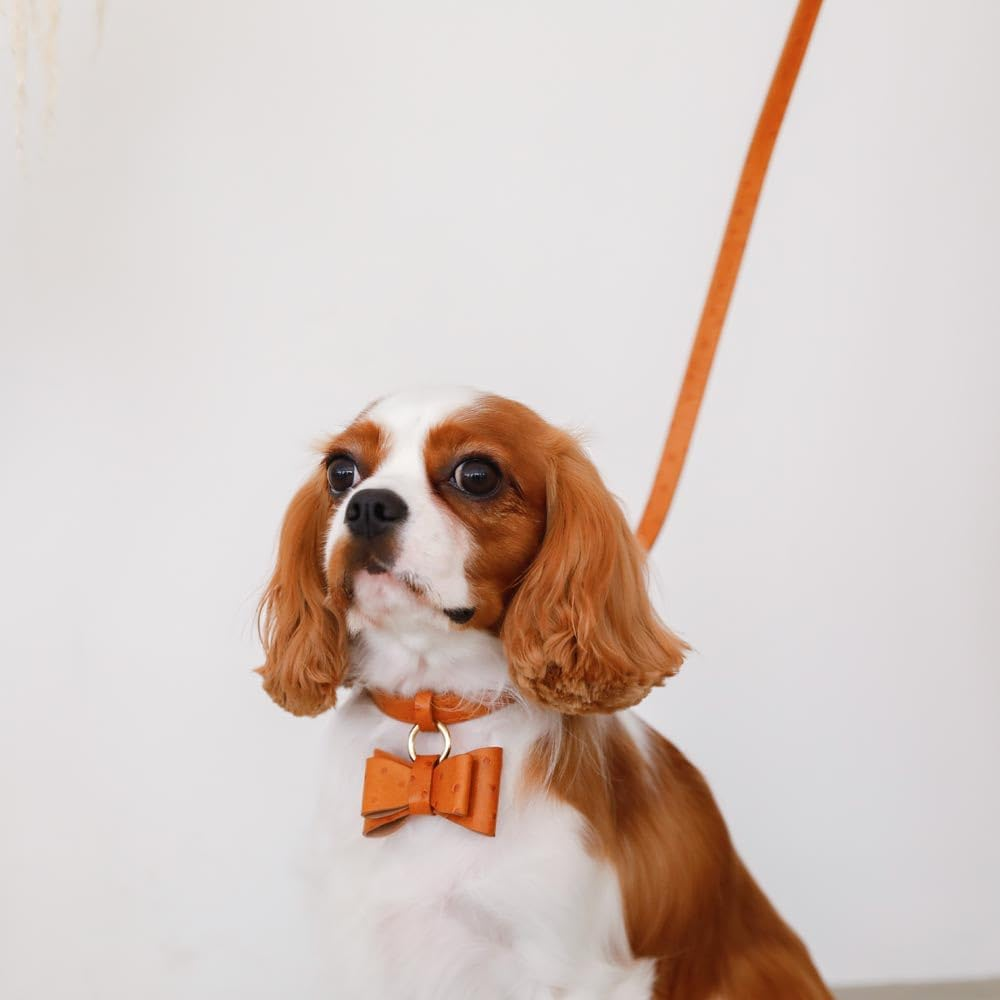 Moncheri Moncheri Dog Collar, Austrian Leather Ribbon Pendant Collar/Camel/M, Cute, Fashionable, Popular, Brand, Toy Poodle, Chihuahua, Small Dogs, Medium Dogs image number 7