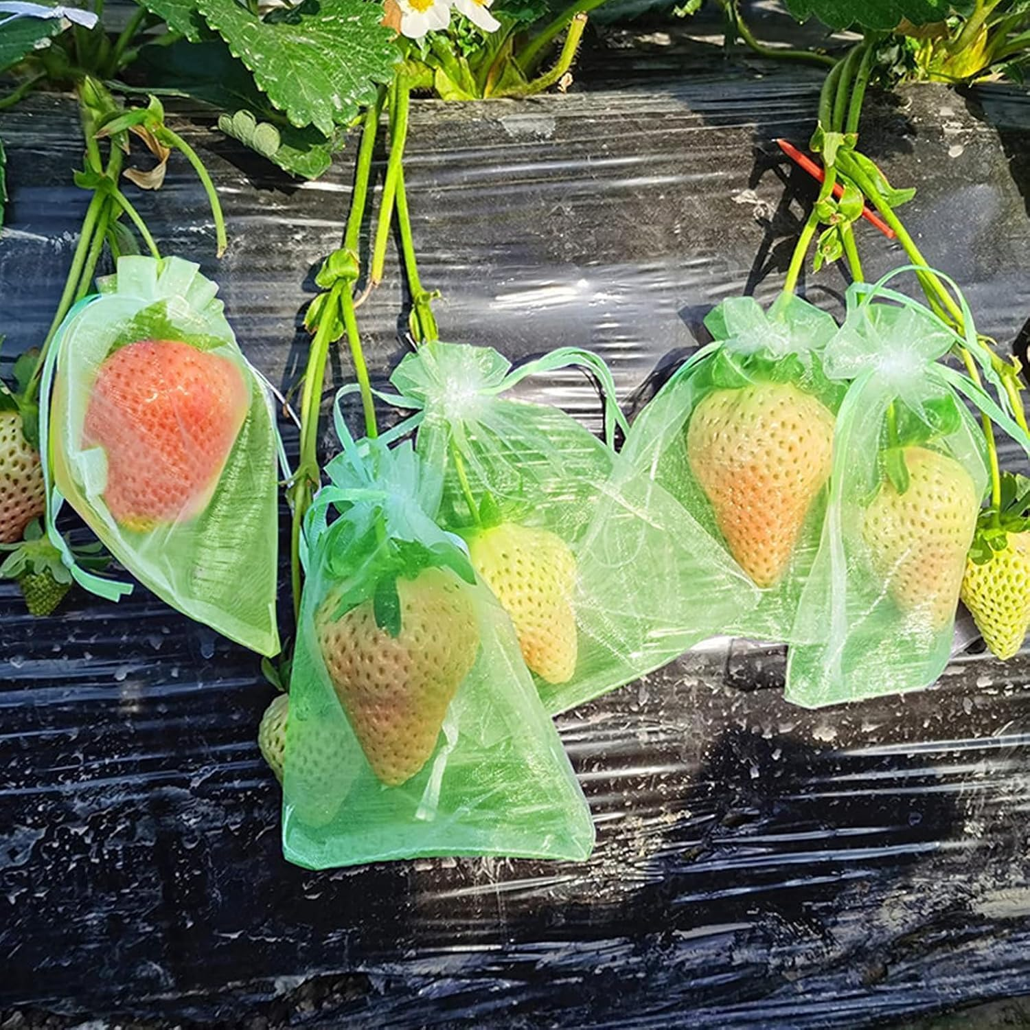 100Pcs Fruit Protection Bags 6X8 Inch,Netting Cover Bags with Drawstring,Organza Fruit Netting Bags,Garden Plant Fruit Protectors Pest Barrier Bag for Mangoes Tomatoes Fruit Trees Veggies (Green)