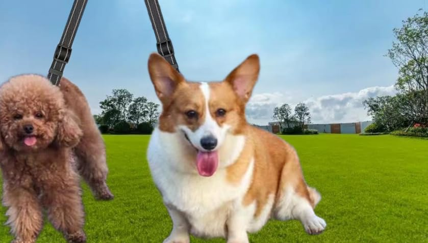 Double Dog Lead for Walking 2 Dogs No Tangle 360&deg; Swivel Reflective Dual Leash with Double Clip for Dogs