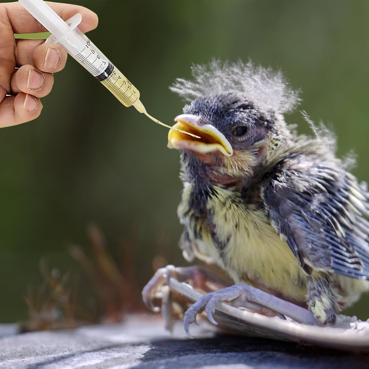 Syringe with Hose, Young Birds Feeder Set, Syringe 10 Ml with 10 Pieces Hose, Pigeon Accessories, Baby Birds Parrot Supply Syringes, Hand Feeding Tool, for Feeding Milkbirds Parrots Small image number 3