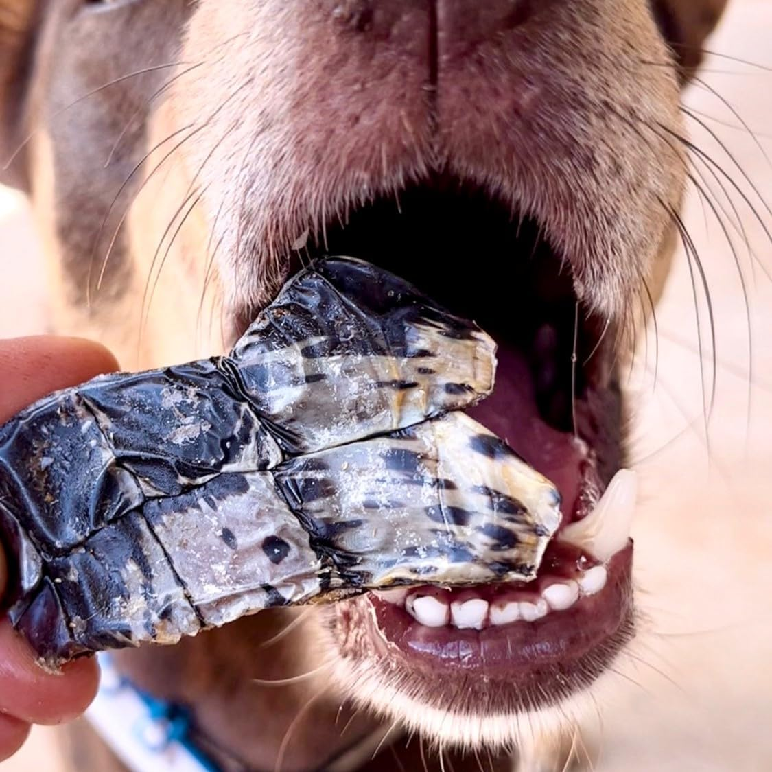 LULU'S KITCHEN Dog Treats Croc Crisps - Crocodile Chips 100G image number 1