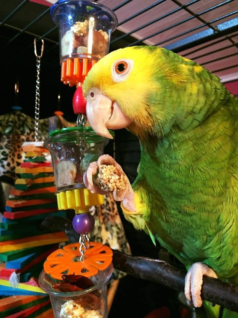 SUPERBIRD Bottom'S Up, 43X6.5Cm