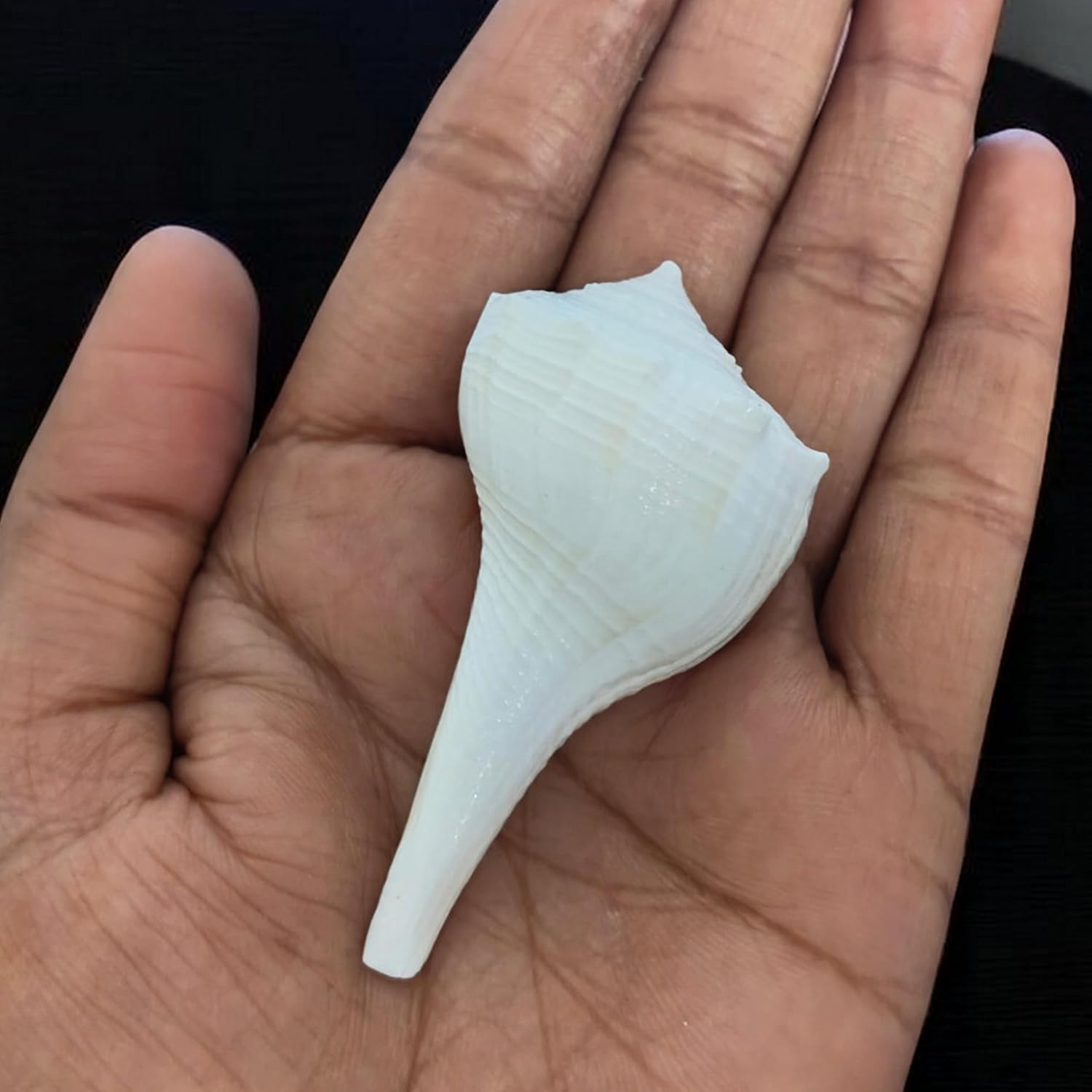 Dakshinavarti Shankh 2"Inch &ndash; Rare Right-Handed Valampuri Conch | White Lakshmi Shankh for Pooja, Abhishek, Vastu | Natural Hindu Religious Shell for Worship & Gifting &ndash; Small Size image number 1