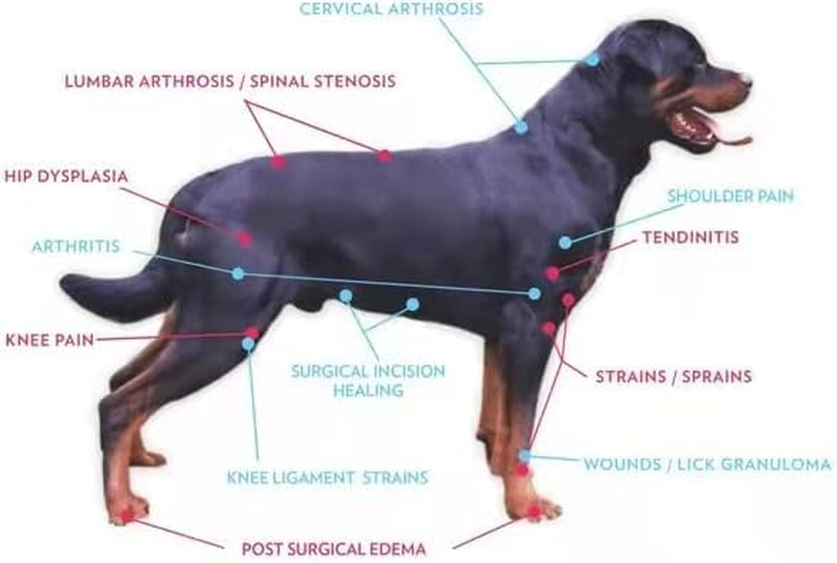 Handheld Red Light Therapy Device,Portable Cold aser Therapy Wand Machine,With 12 * 650Nm & 2 * 808Nm,Anti-Aging - Skin Tightening,Infrared ight Therapy for Dogs,Cats & Horses (White)