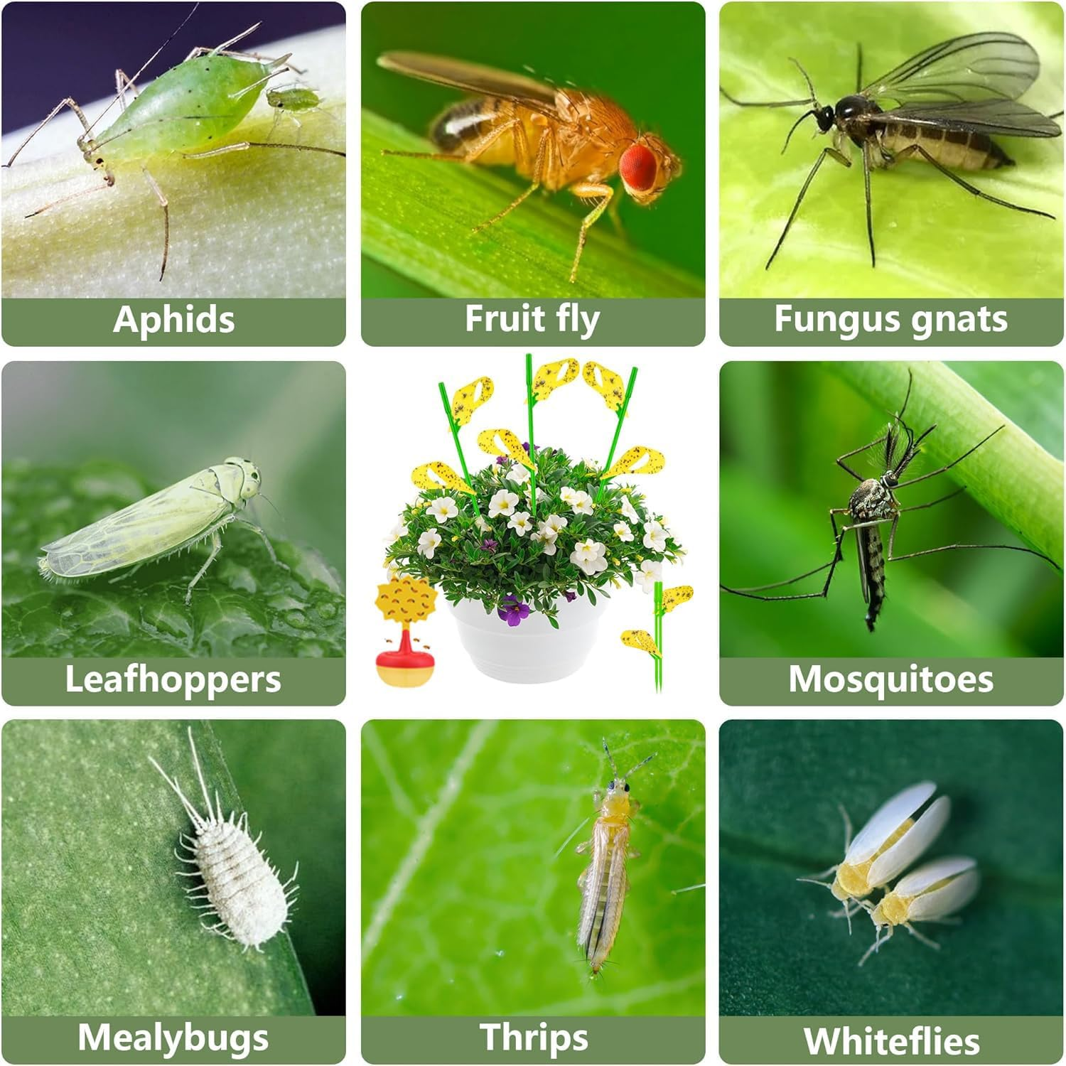 Fruit Fly Trap, Attracts and Kills Fruit Flies, Strong, Fast-Acting Attractant, 2-In-1 Reusable Indoor Fruit Fly Trap for Kitchens and Houseplants (2-Pack) image number 2