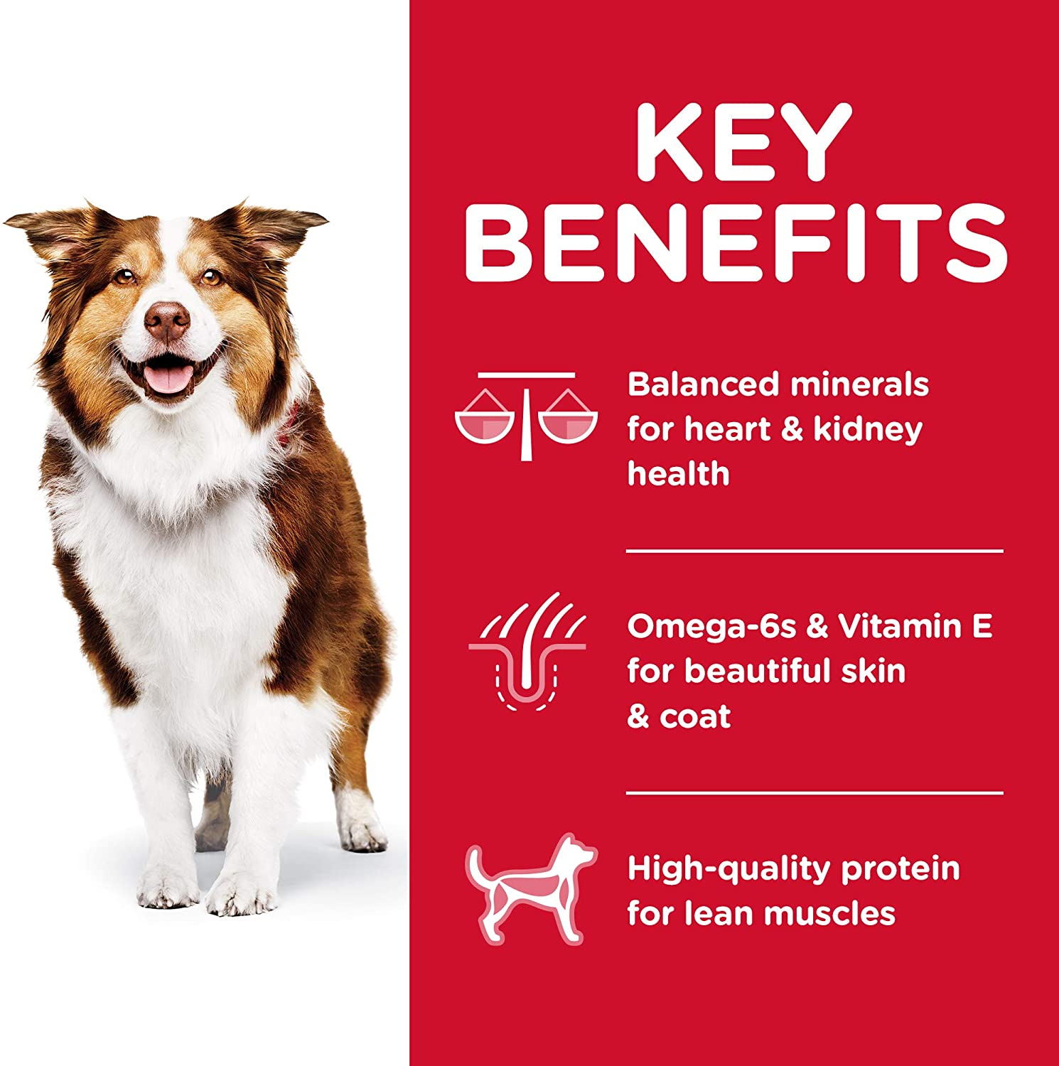 Hill'S Science Diet Senior Adult 7+, Chicken Meal, Barley & Brown Rice Recipe, Dry Dog Food for Older Dogs, 12Kg Bag image number 1