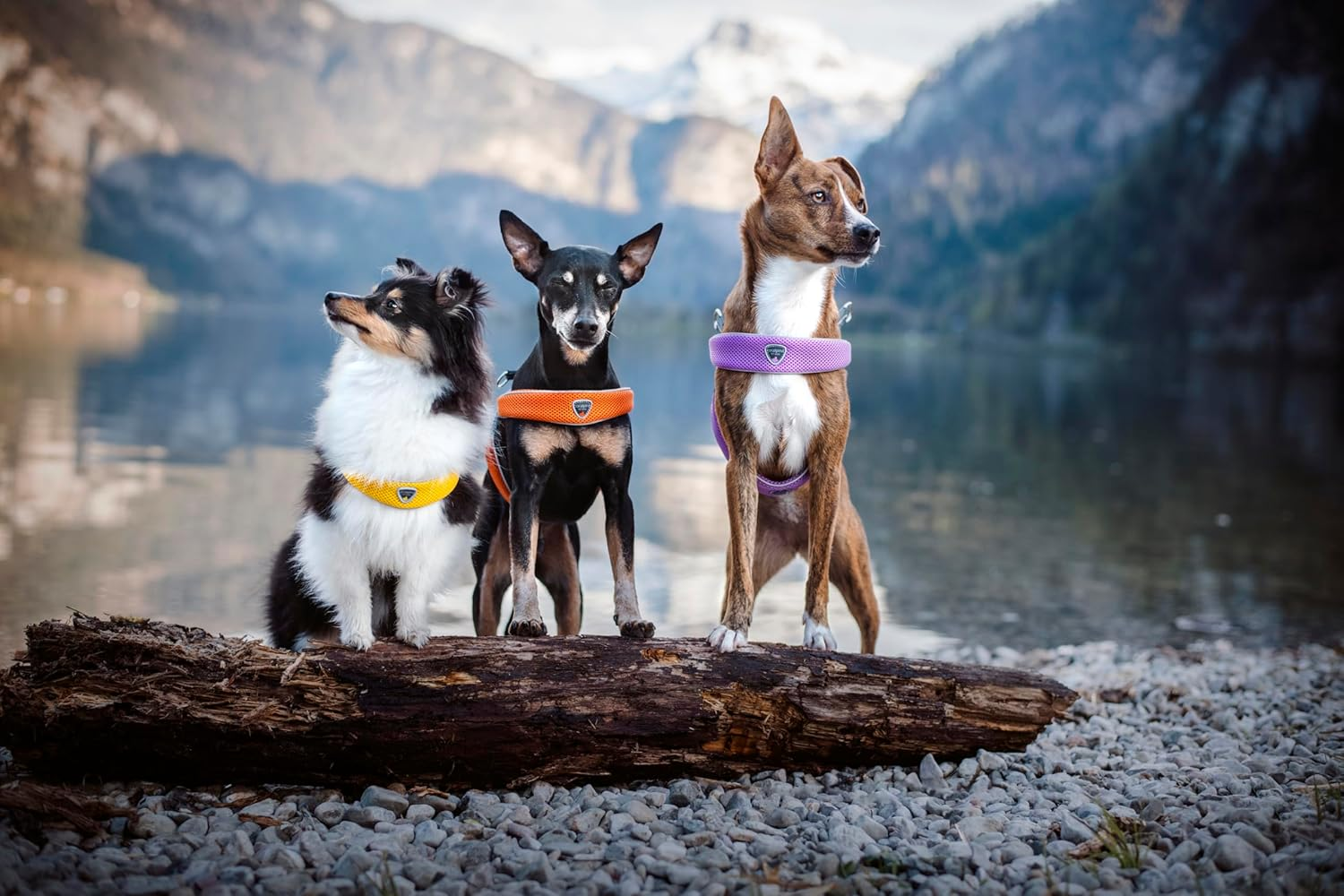 Coralpina Dog & Puppy Harnesses Italian Design & Quality Soft Airmesh (Small, Electric Blue) image number 6