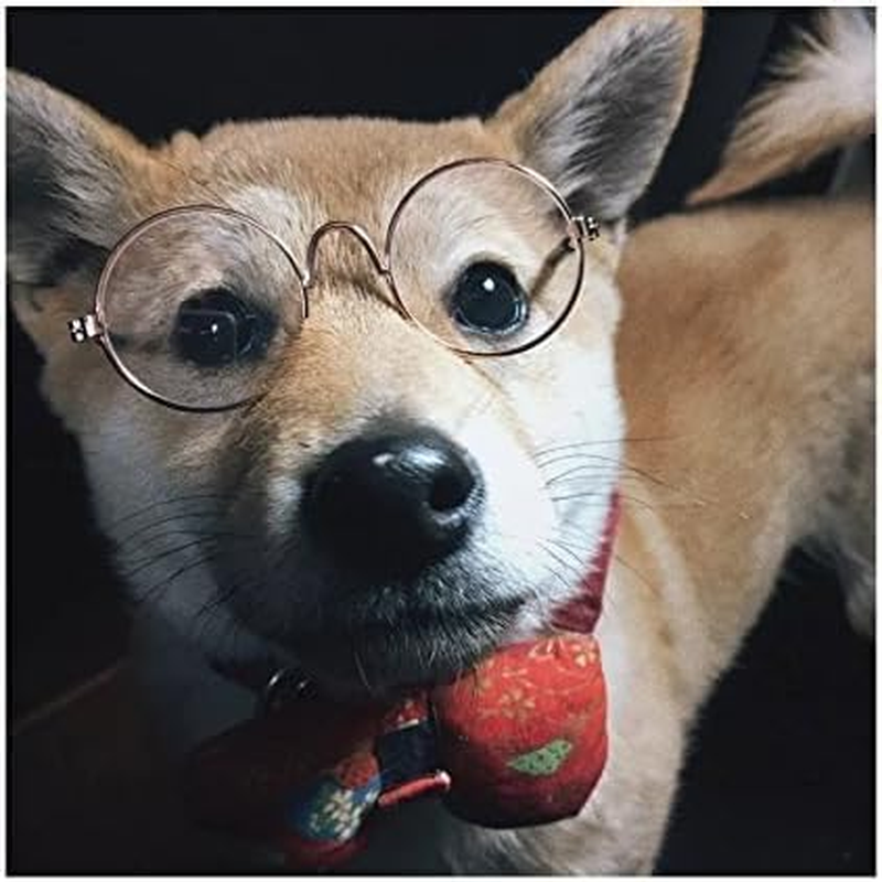 Dog Cat Sunglasses, Retro round Trans Golden Frame, Resin Lens, Fashion Protection for Small Mini Pets, Party, Wedding, Cosplay Props (Clear)