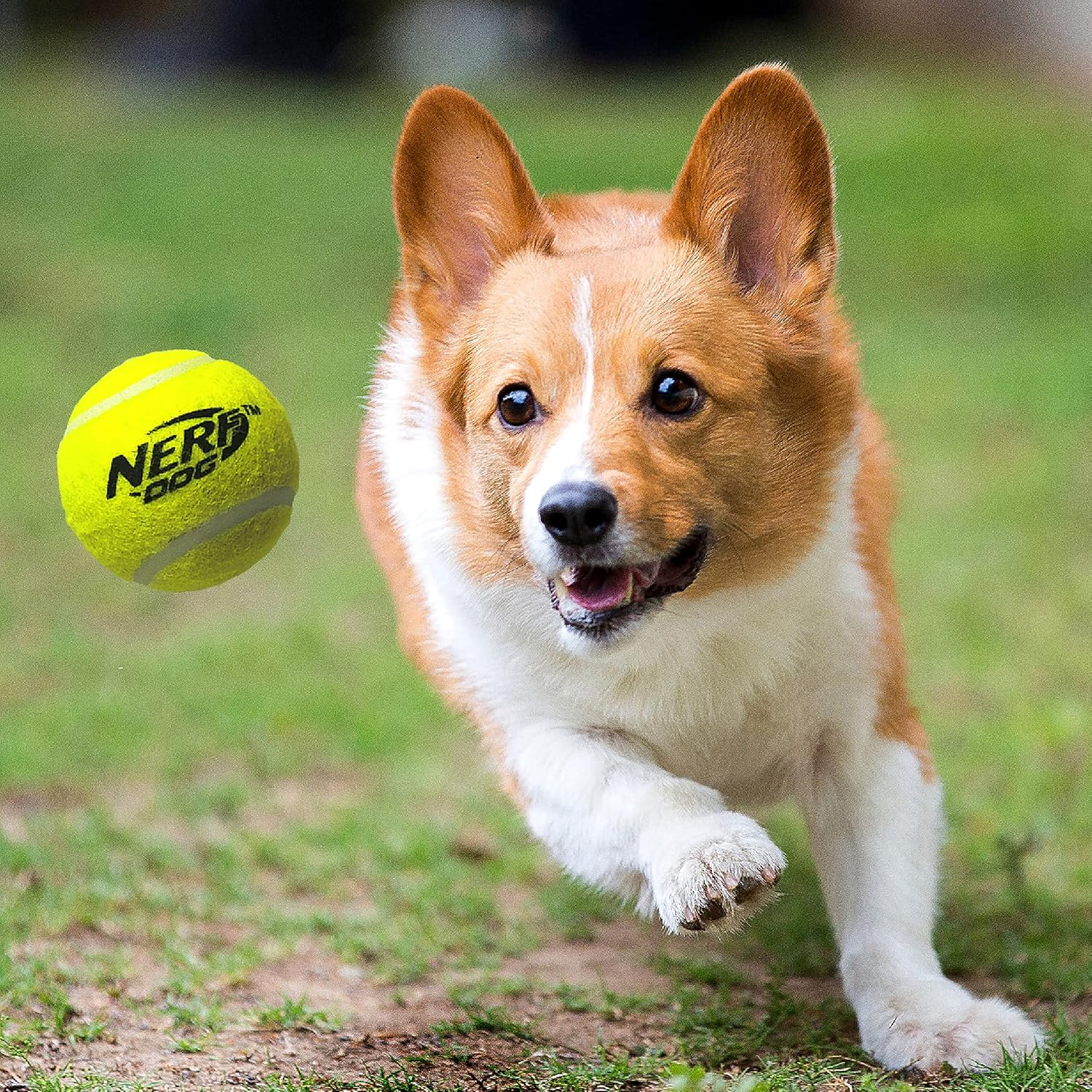 Nerf Dog Tennis Ball Blaster Dog Toy, 12 in Translucent Blaster with 3 Balls image number 5