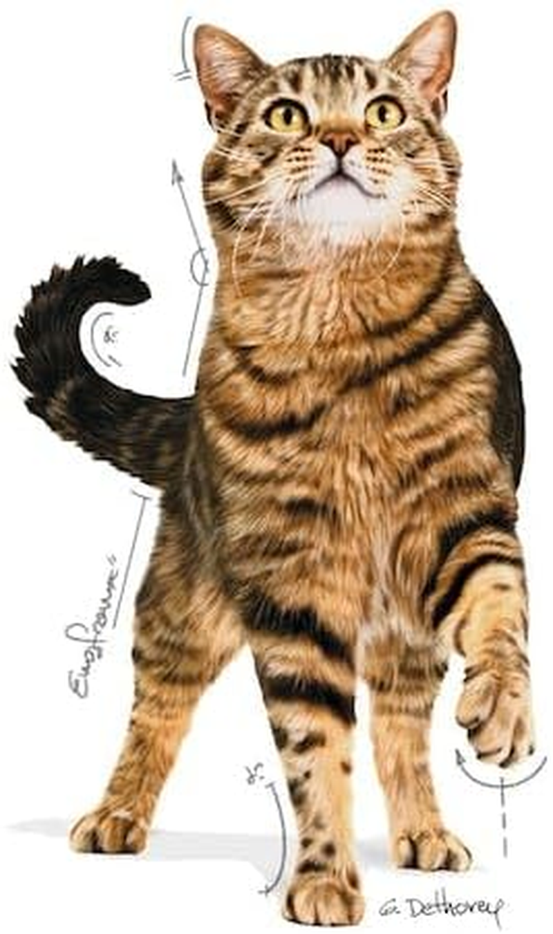 Royal Canin Appetite Control Care Gravy Wet Cat Food 85 GMS 12 Pack