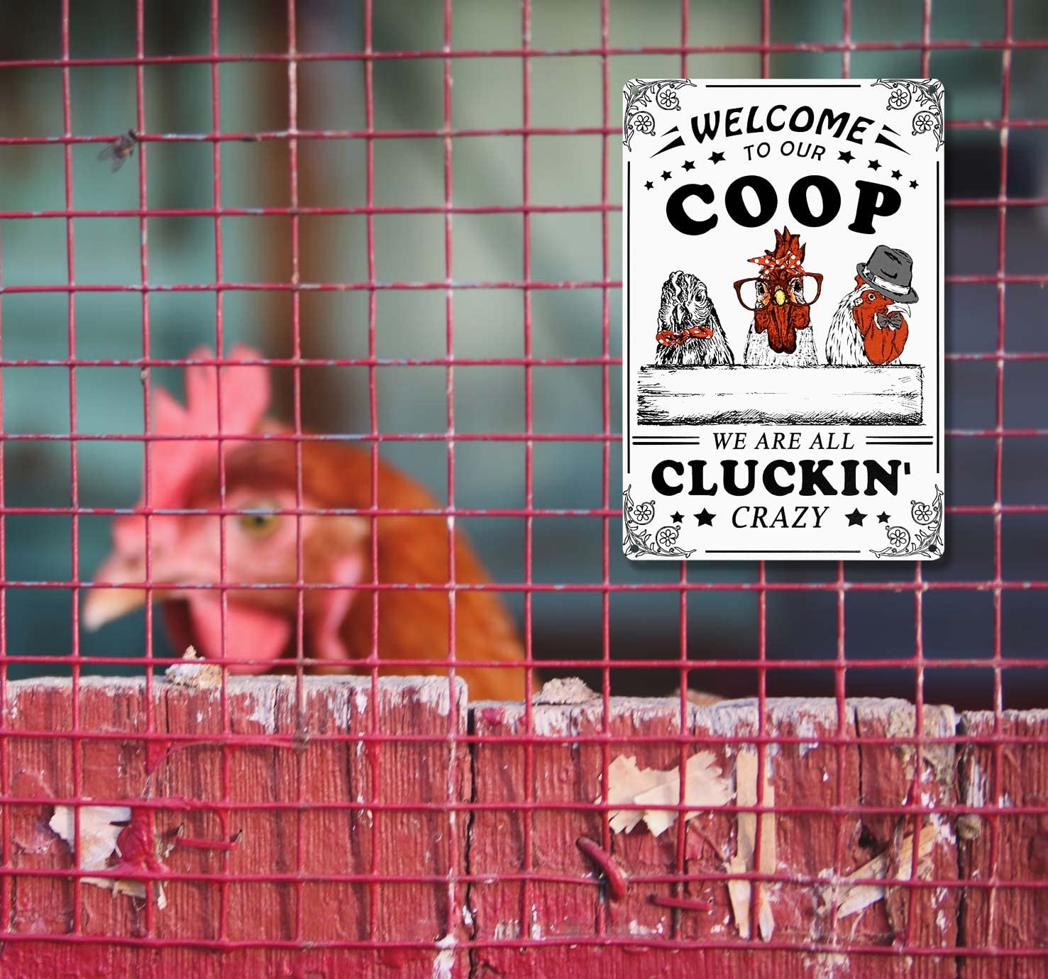 Welcome to Our Coop We Are All Cluckin Crazy Funny Chicken Sign Chicken Coop Sign Chicken Decor 12" * 8" (215) - Beige image number 5