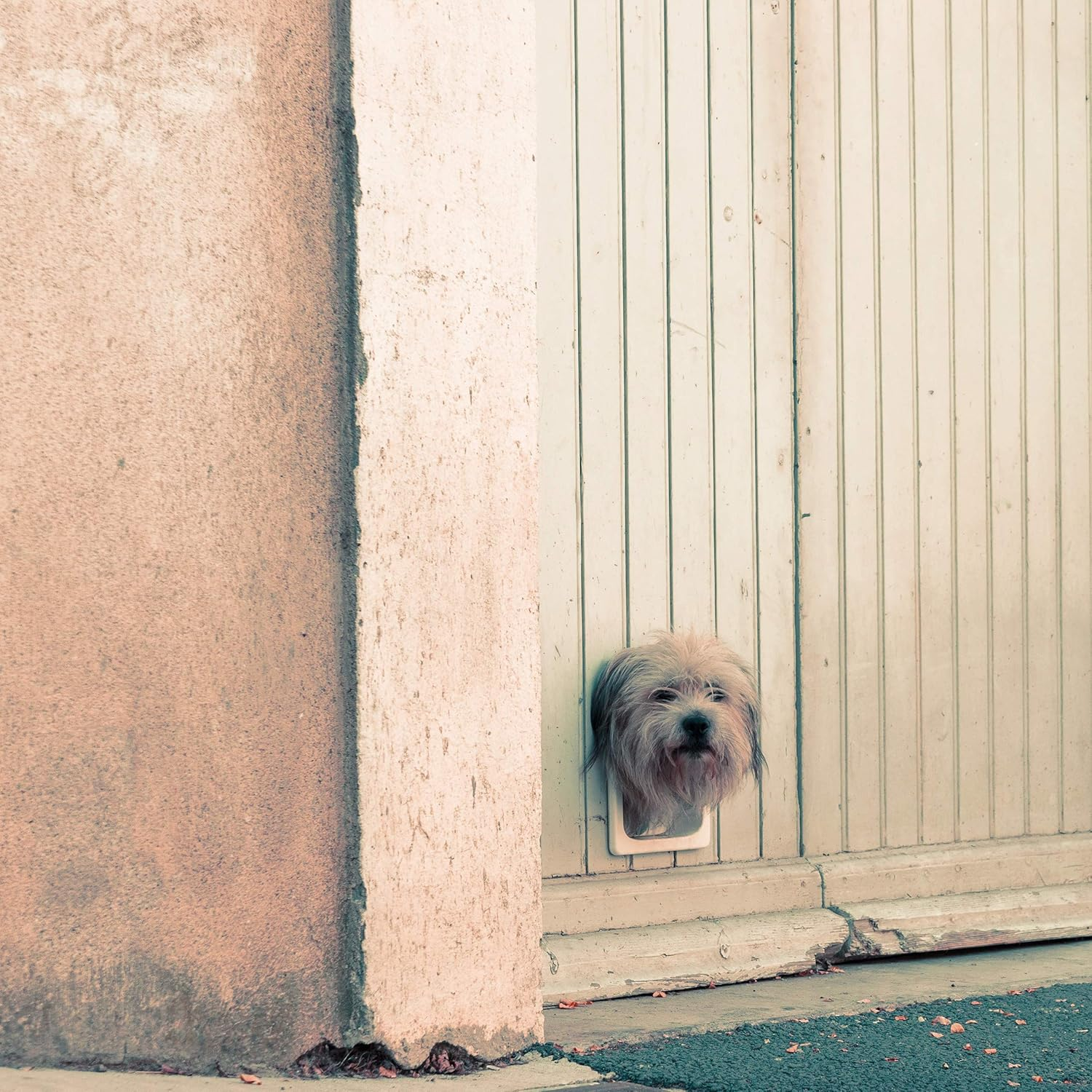 Relaxdays Relaxdays Pet Door, 4-Way Flap for Cats & Small Dogs, Magnetic, Lockable, H X D 22X20 Cm, White, One Size image number 6