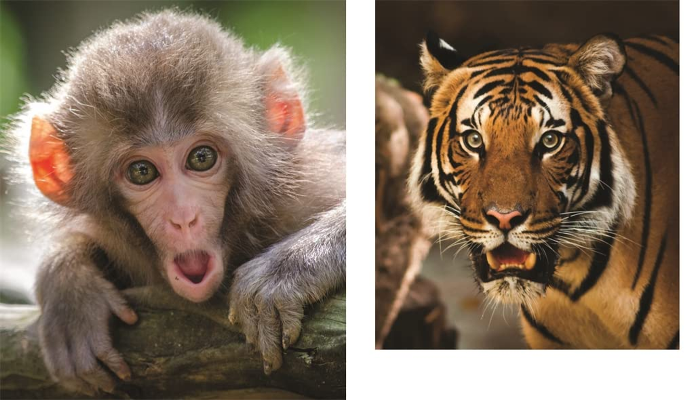 This Book Is Literally Just Pictures of Animals Silently Judging You image number 4