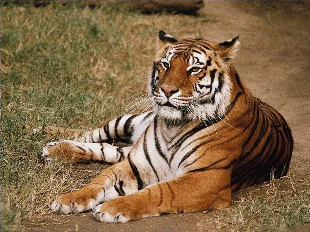 Pup Go Animal Torch and Projector with 3 Discs 24 Images, Kids Torch for Boys, Animal Toys Small Gifts for Children, Cool Present for Toddler Age 3 4 5 6 7 Year Old(Animal) image number 6