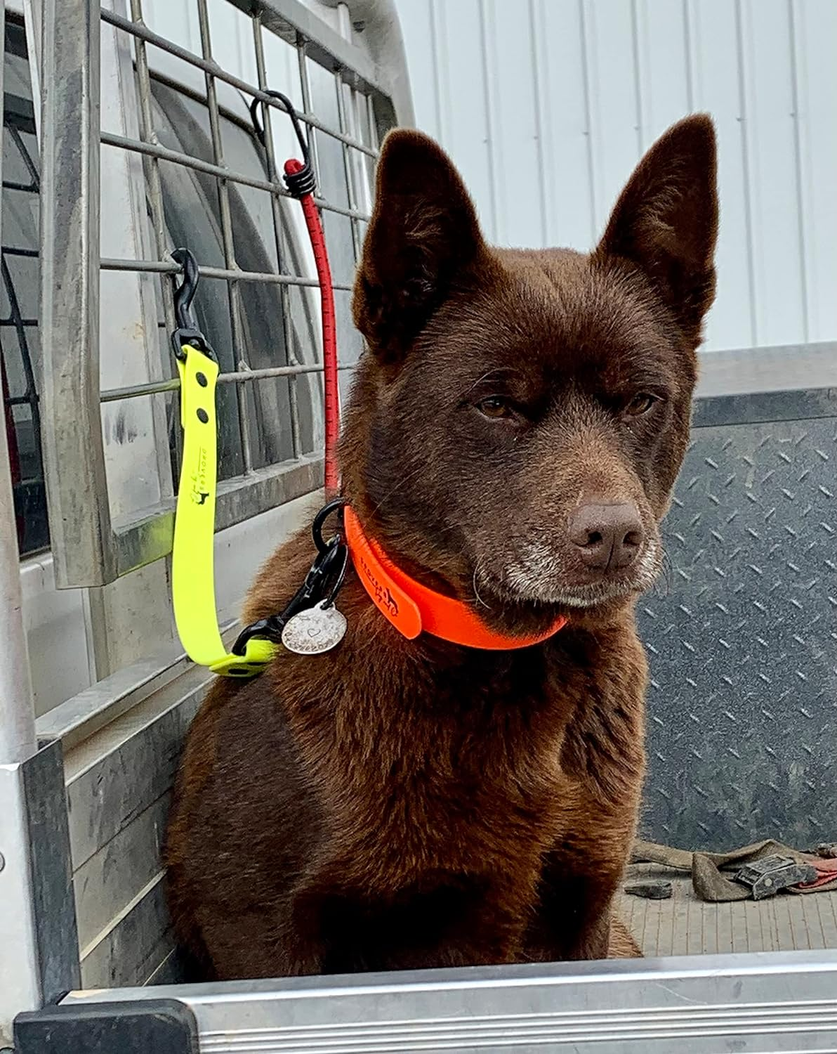DROVERS Dog and Co Biothane Ute Tie - Super Tuff - Bright Colours - Light Weight - Handy Tie - Easy Clean (Yellow)