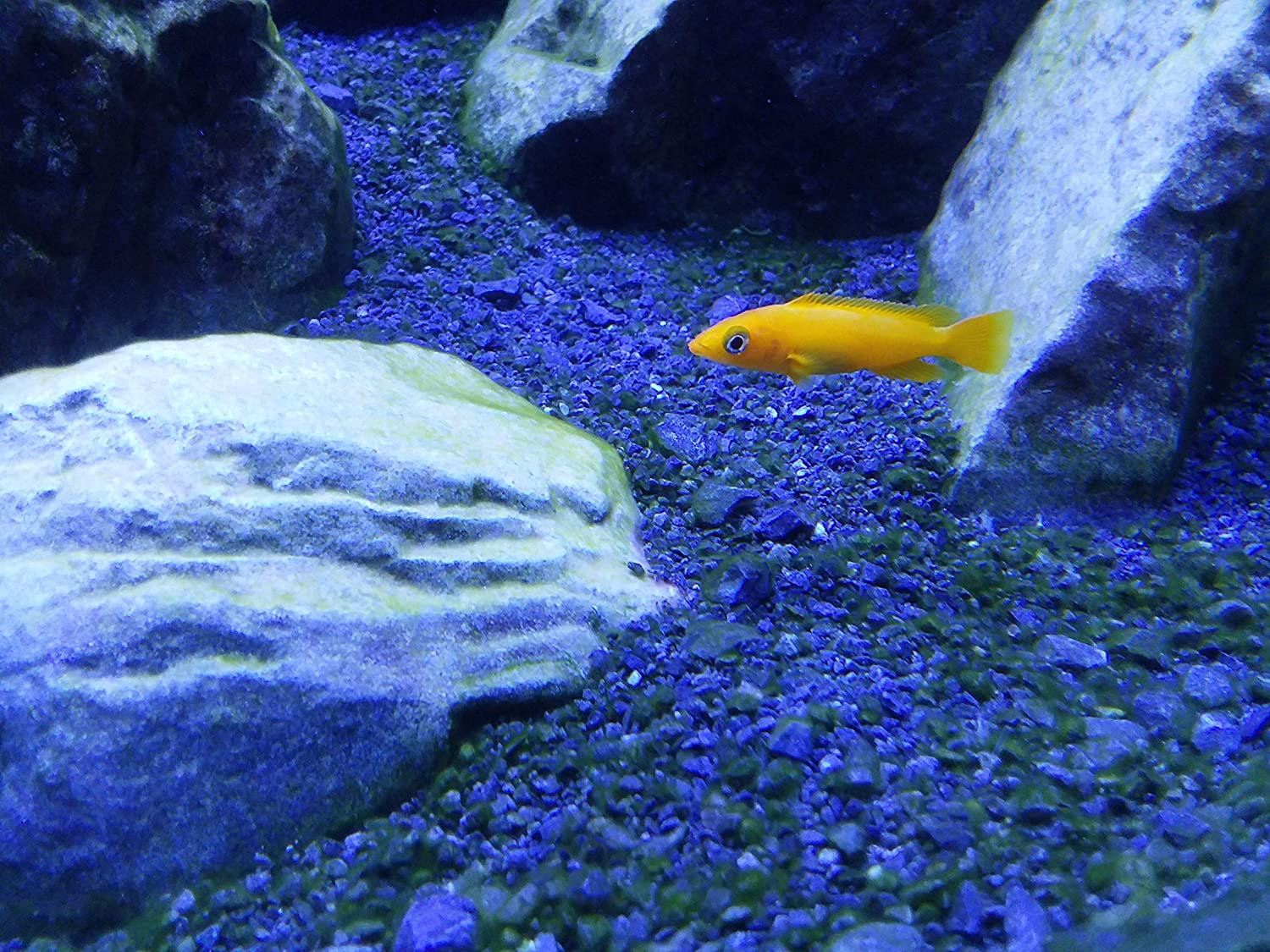 Seachem Cichlid Lake Salt (SC27908) image number 1