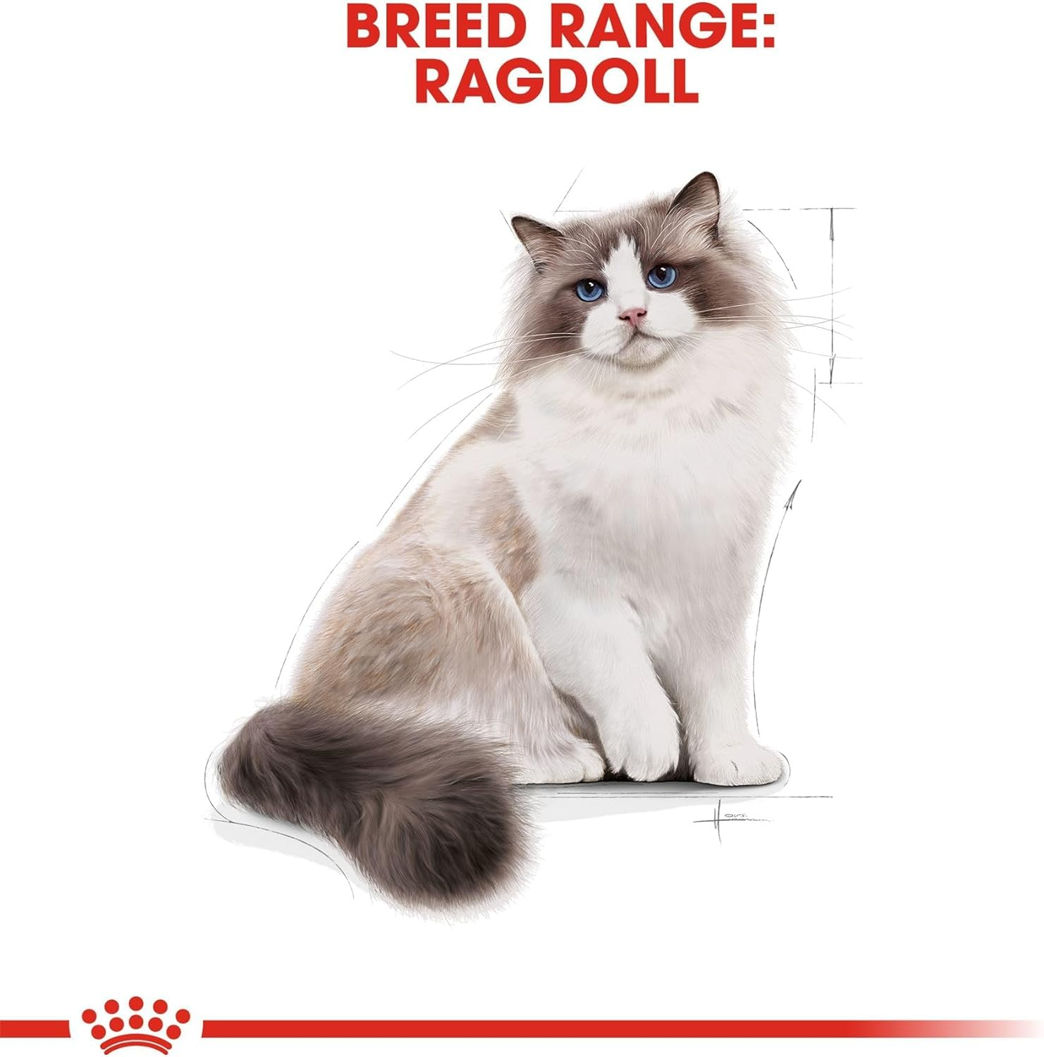 Royal Canin Ragdoll Adult Cat Dry Food 2 Kg image number 5