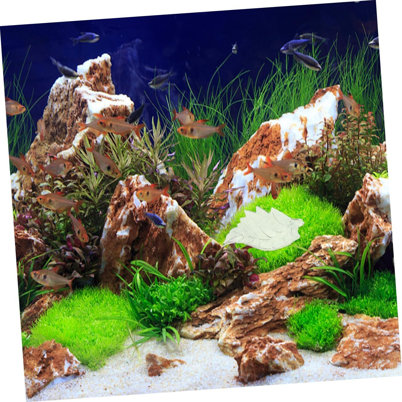 NAMOARLY Shrimp Feeding Bowl and Aquarium Shrimp Feeder Dish Small Size Crystal Material Fish Tank Feeding Tray for Aquatic Pets image number 4