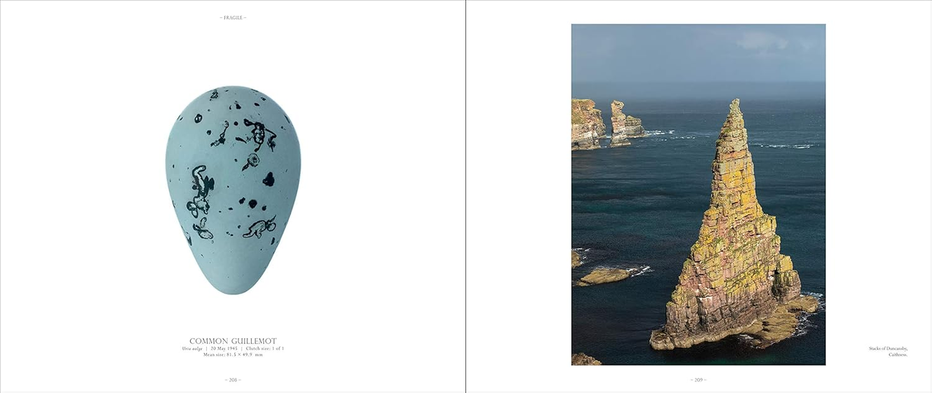 Fragile: Birds, Eggs and Habitats image number 1