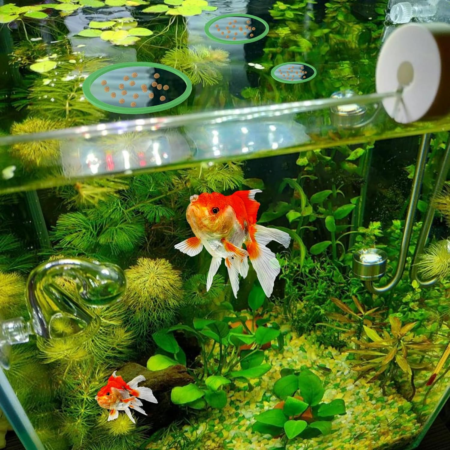 10 PCS Aquarium Floating Plant Corral, 5 Sizes round & Square Fish Feeding Rings Aquarium Plant Holder Turtle Betta Fish Tank Accessories, Reduces Automatic Fish Feeder Waste, Maintains Water Quality image number 1