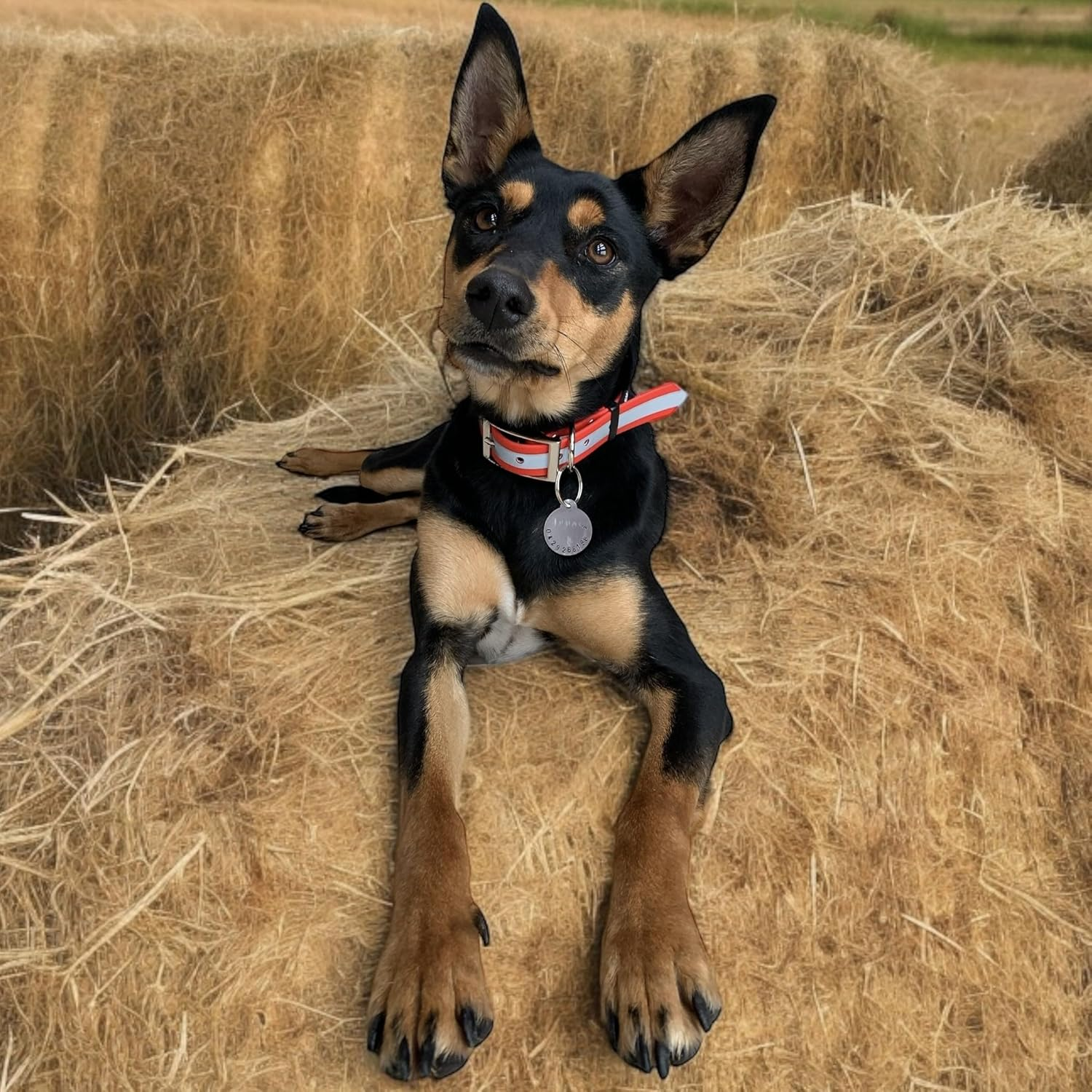 DROVERS Dog and Co Super Tuff Collars - Red with Reflective Stripe - Stink Proof - Maximum Strength - Easy Clean. PVC - Safety Collar (Small) image number 1