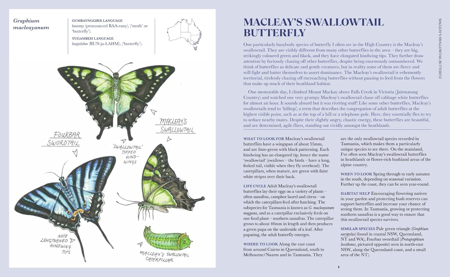 100 Australian Butterflies, Bees, Beetles & Bugs image number 6