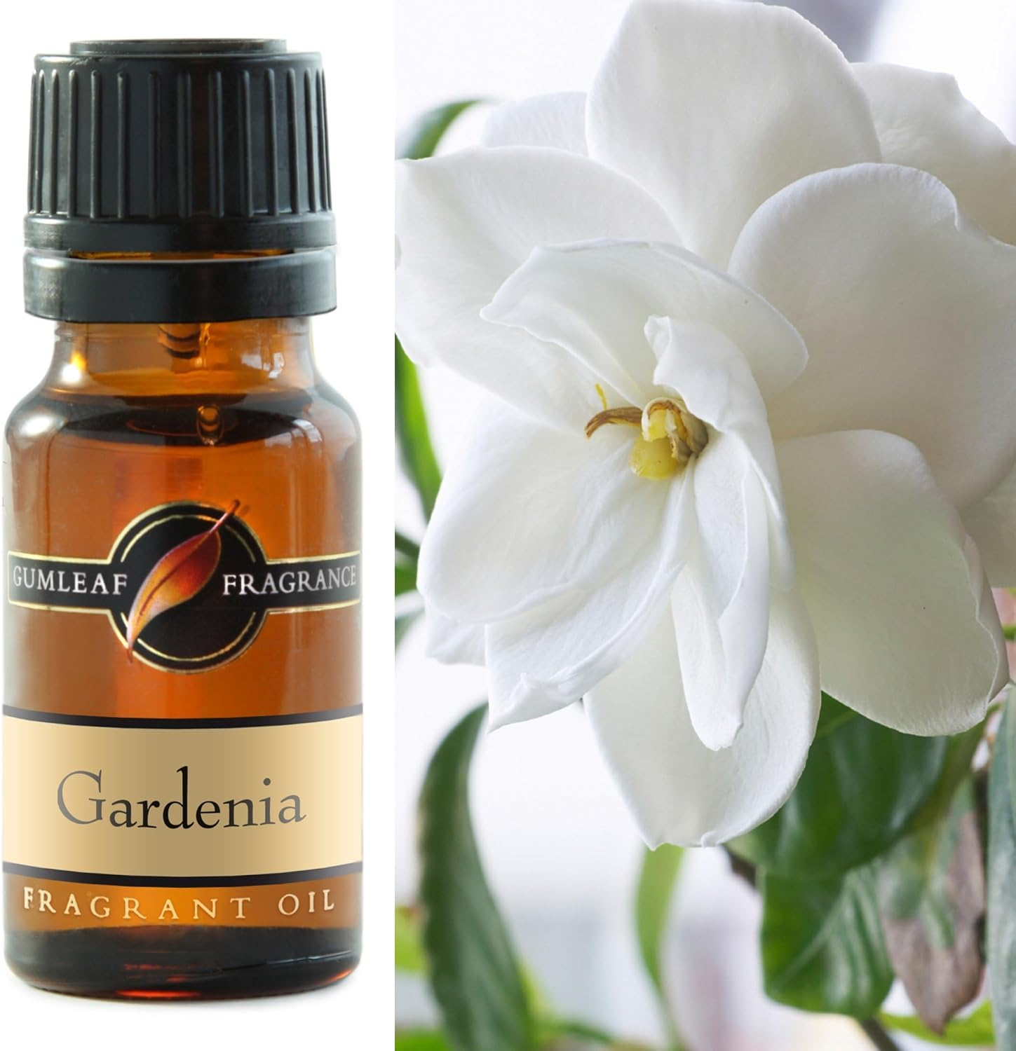 Gumleaf Fragrance Gardenia Fragrant Oil - 10Ml, Cruelty Free & Vegan, Phthalate-Free Fragrance