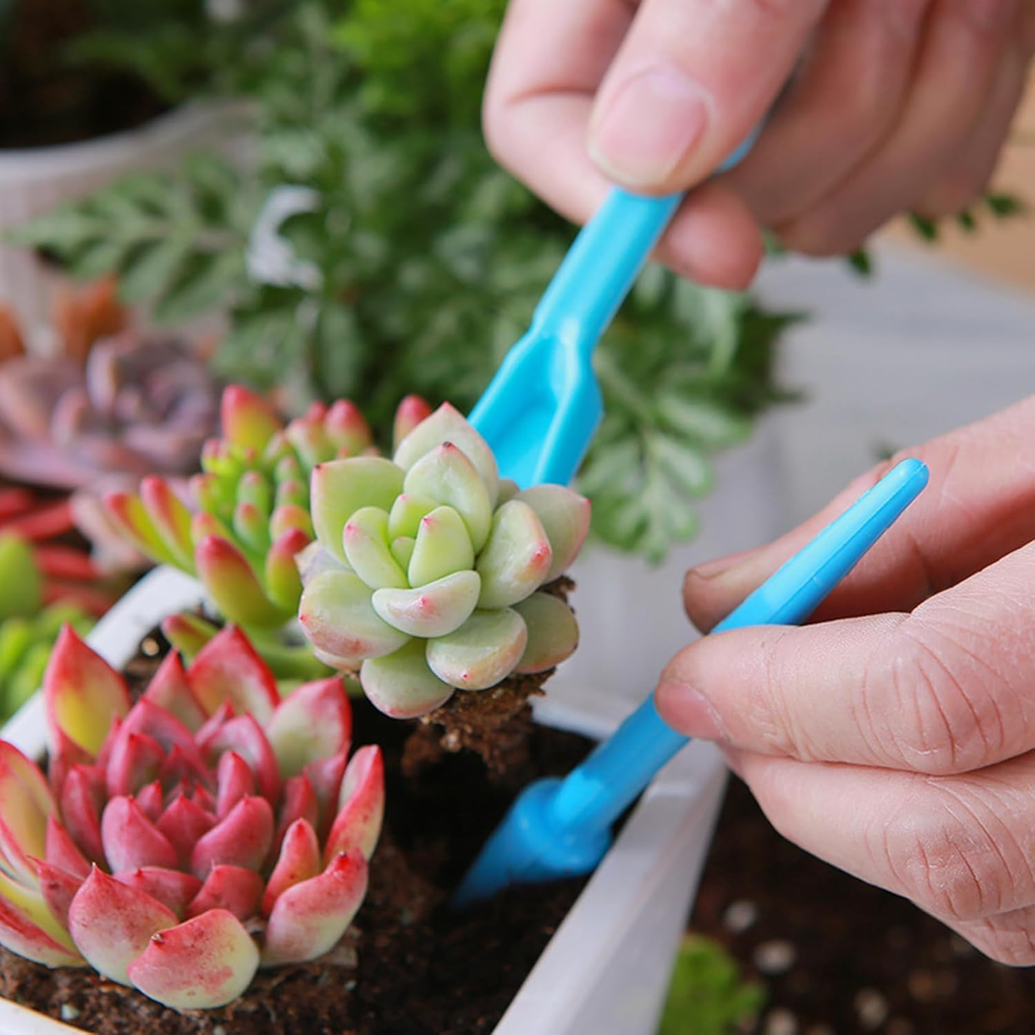 Garden Succulent Soil Scoop Set, 4Pcs Plastic Transplanting Shovel Scoop for Plant Care,Plastic Mini Garden Plant Care Shovel Hand Tools,Transplanting Succulent Cultivation Digging Scoops image number 6